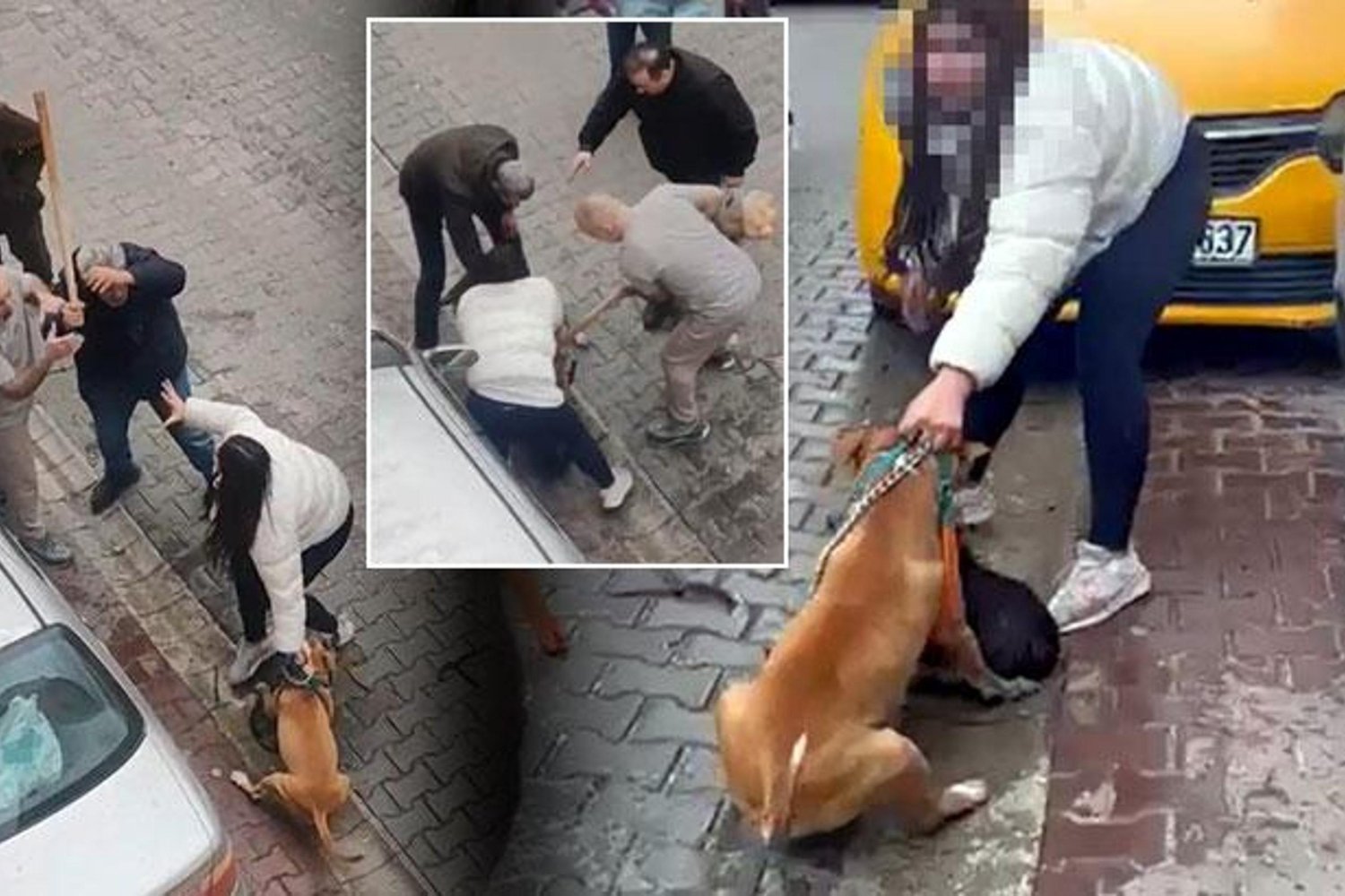 Çorlu'da Pitbull Saldırısı Kan Dondurdu: Köpek Çarpışması Çevreyi Panikletti