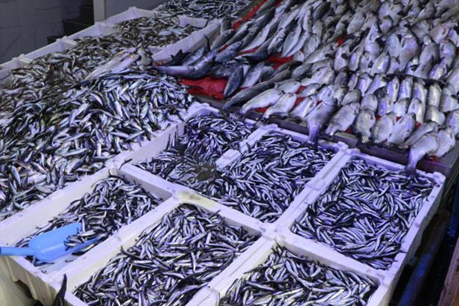 Karadeniz'de Hamsi Bereketi, Balık Fiyatları ve Piyasa Durumu Güncellendi