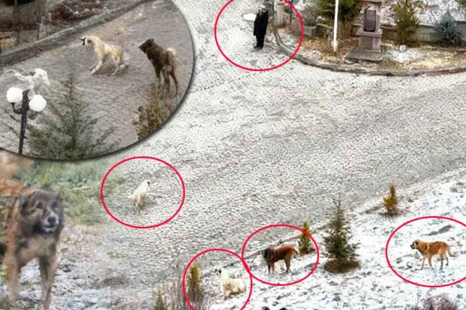 Budamış Mahallesi'nde Sokak Köpekleri Saldırısı Panik Yarattı! Çözüm Bekleniyor