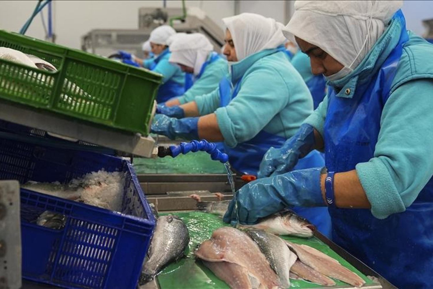 Su Ürünleri İhracatı 2024'te Rekor Kırmaya Yaklaşıyor