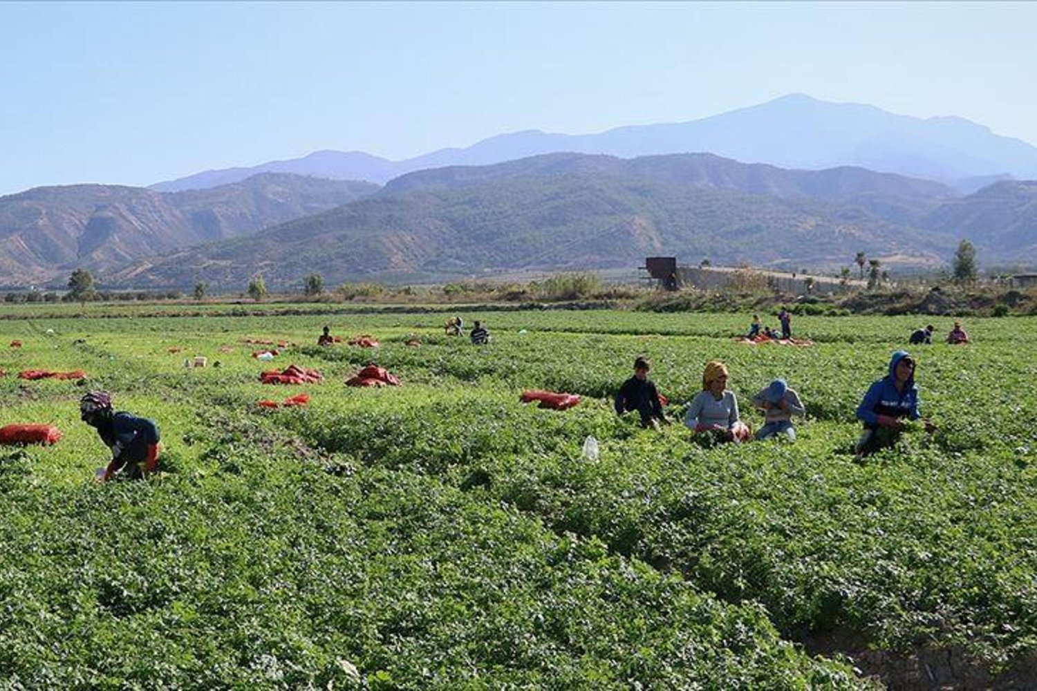 Tarımsal İş Gücü Ücretleri Uçuşta! 2025 Verileriyle Fiyatlardaki Dev Artış