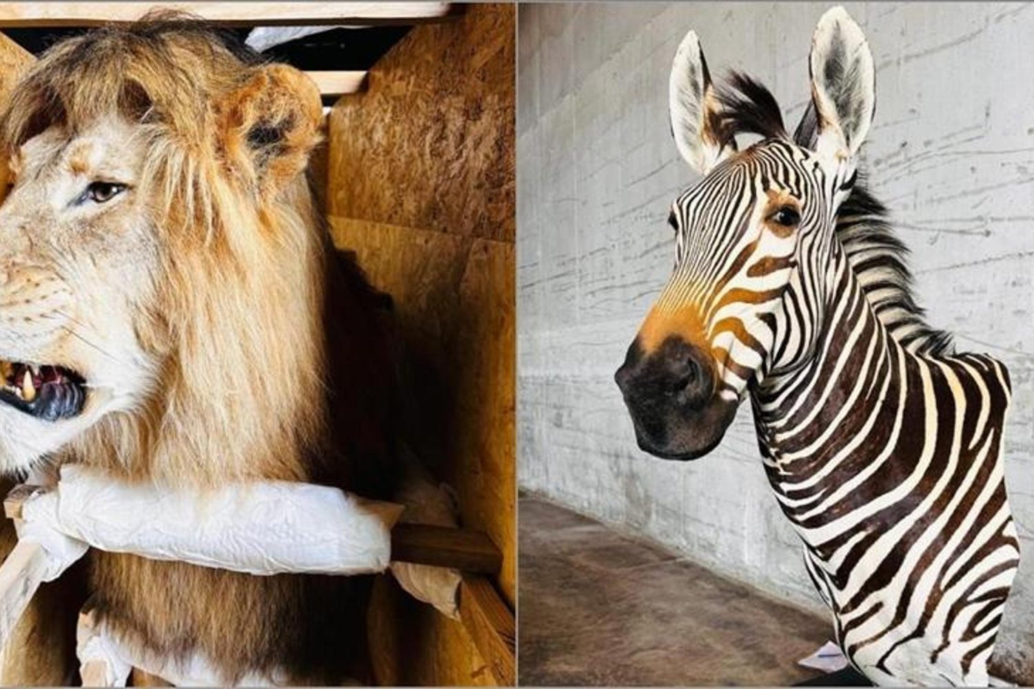 Yaban Hayvanı Kaçakçılığına Ağır Ücretli Darbe: Trabzon Limanı'nda 19 Kargoya El Koyuldu!