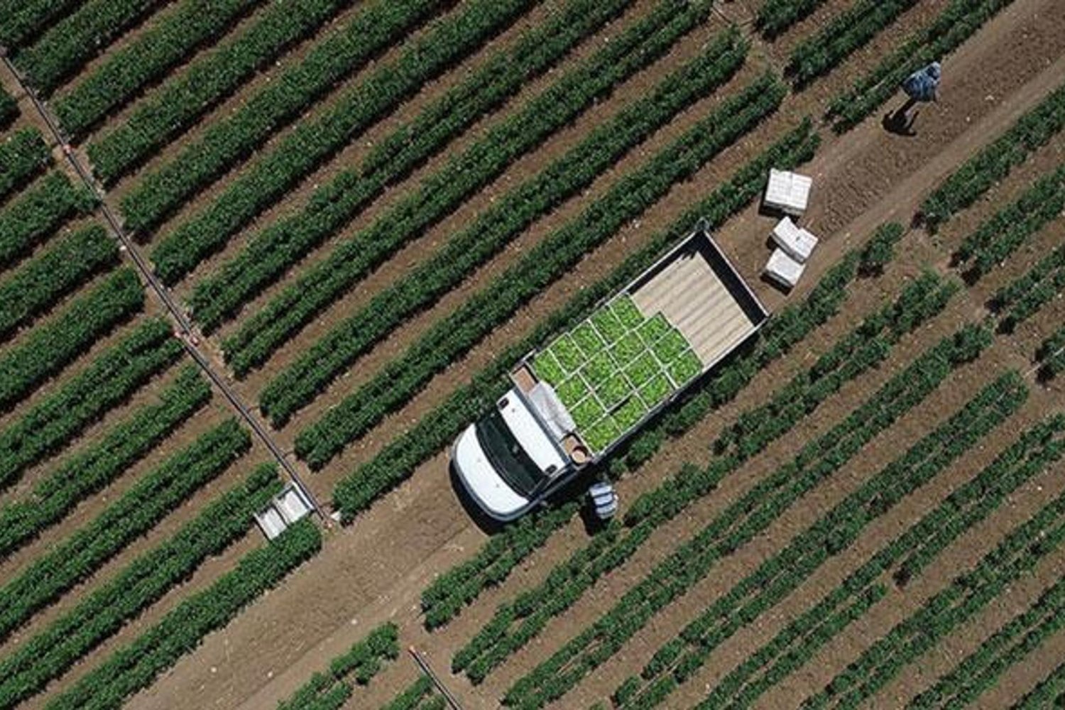 Tarım-GFE Endeksi Ocakta Yüzde 3,86 Artışla Yeni Rekor Kırdı