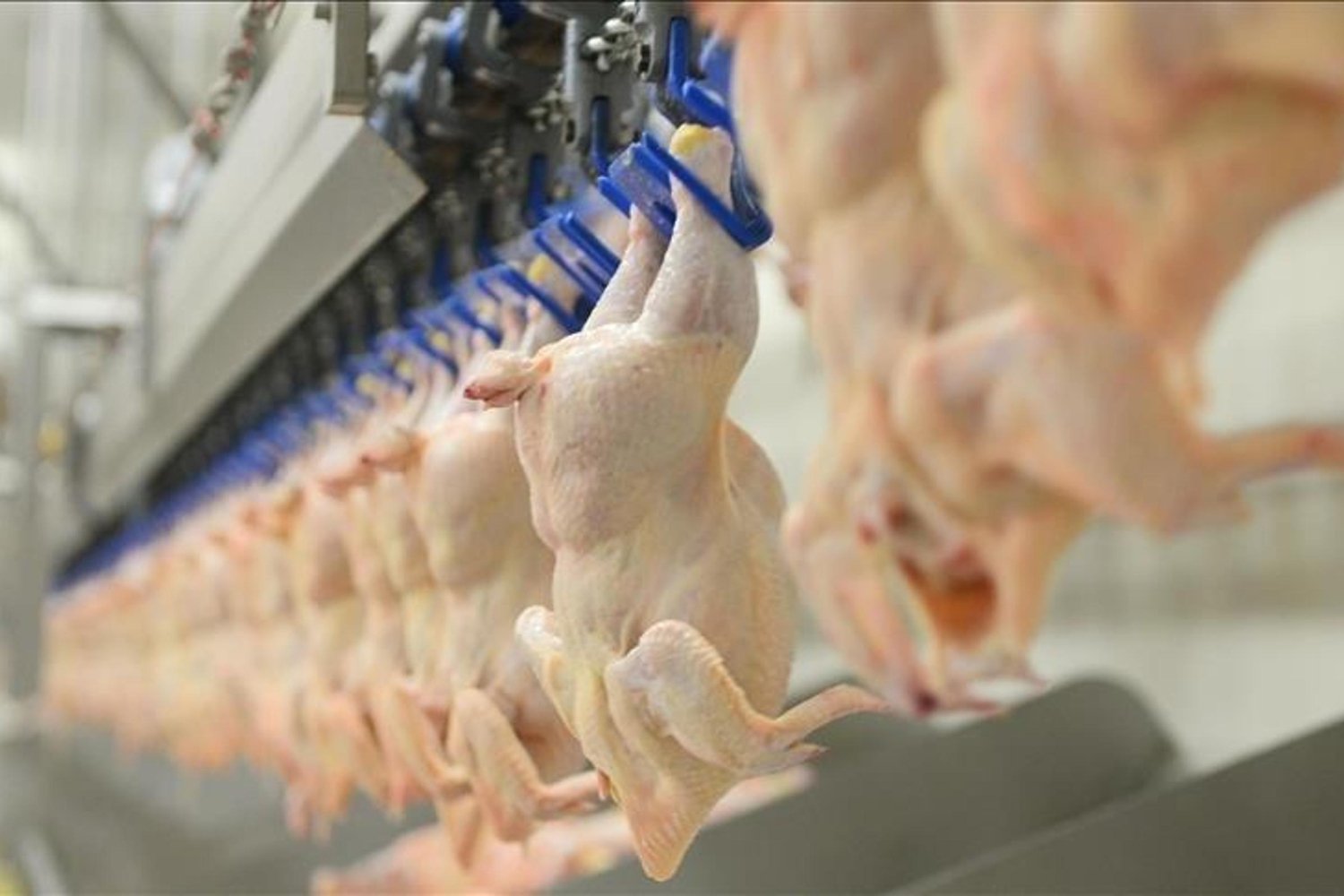 Türkiye'de Tavuk Üretiminde Artış: Ocak Ayında 238 Bin Ton Tavuk Eti Üretildi