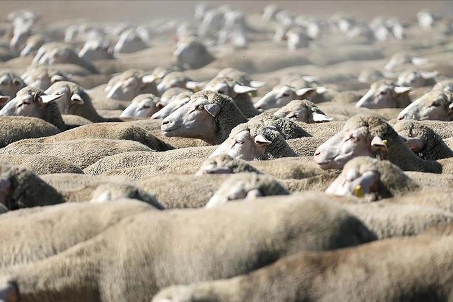 İşte Büyük Fırsat! Polatlı Tarım İşletmesi 120 Reforme Koyun Açık Artırma ile Satışta