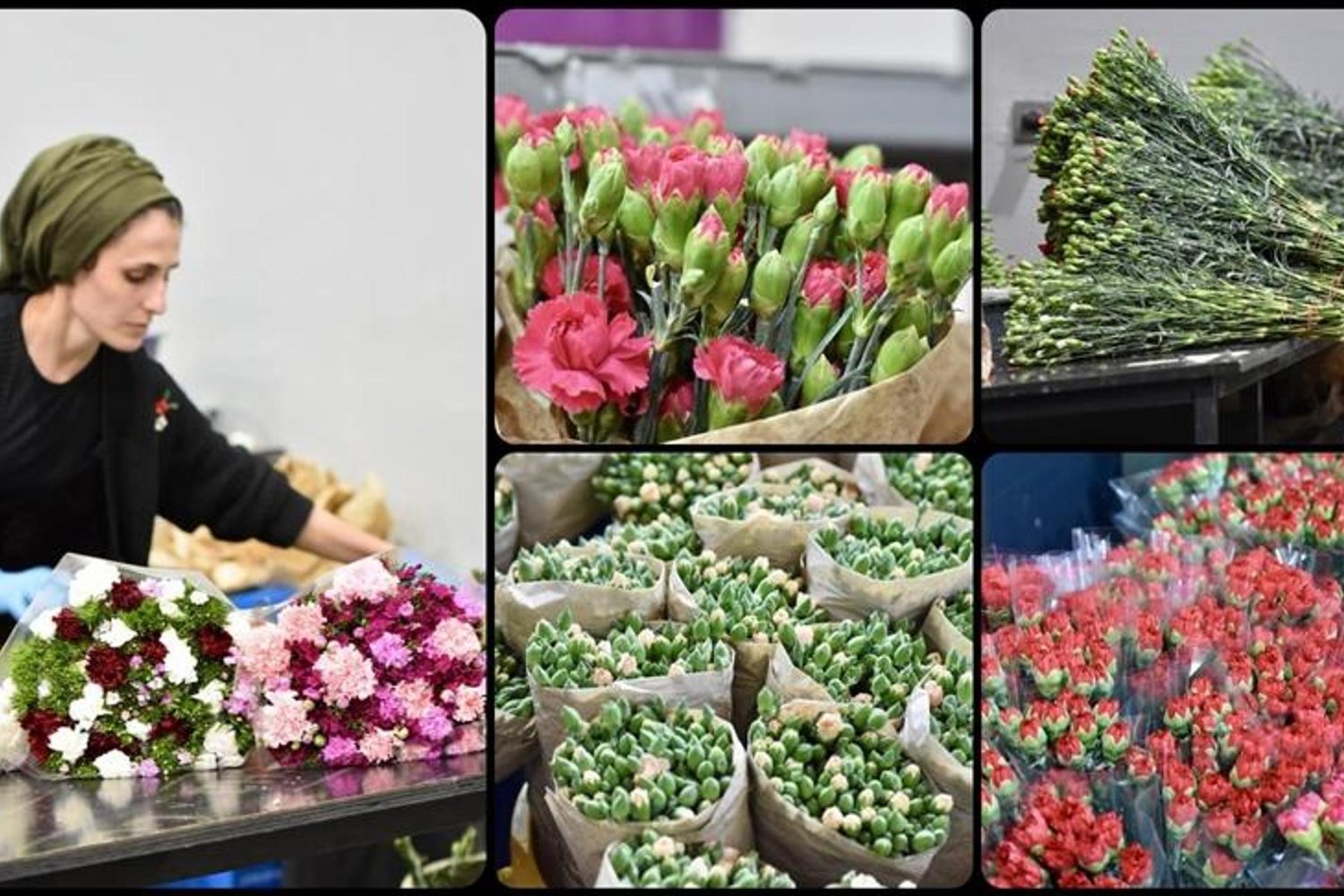 Dünya Kadınlar Günü İçin Antalya Seralarında Çiçek Hasadı Yoğunlaştı