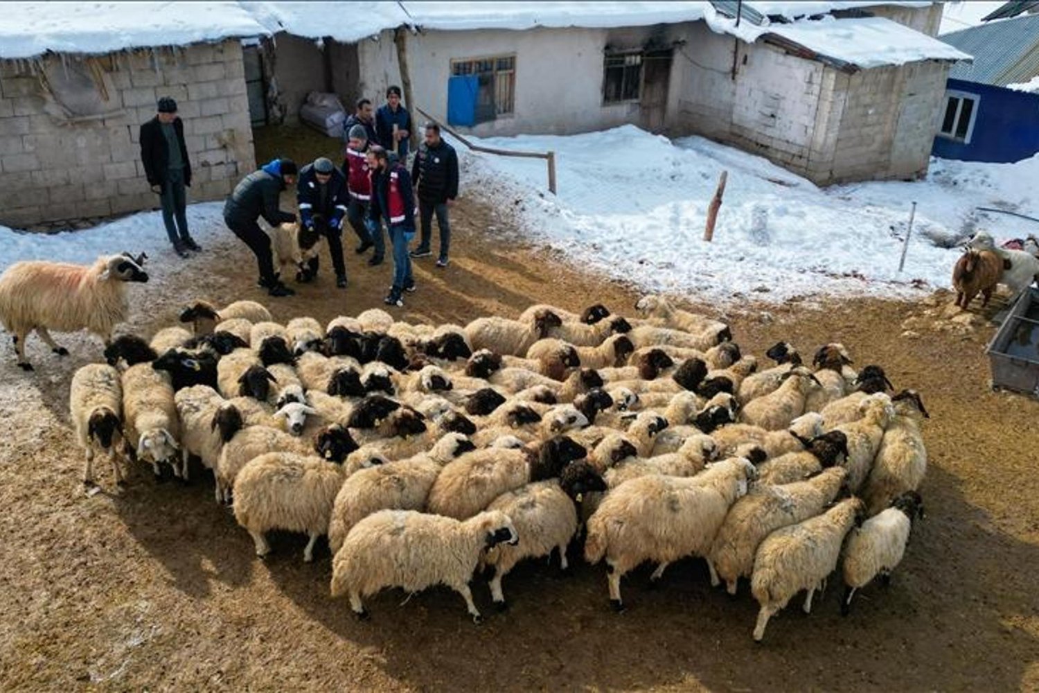 Küçükbaş Hayvancılıkta Büyük Başarı: Desteklerle 260 Bin Koyun Dağıtıldı