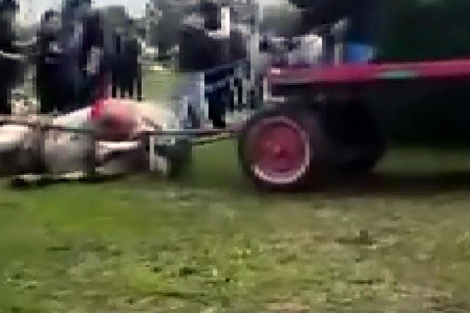 Hayvanlara Şiddet: Atlara Sopa ve Yumruklu Saldırı Sonrası Tarif Edilemez Olay