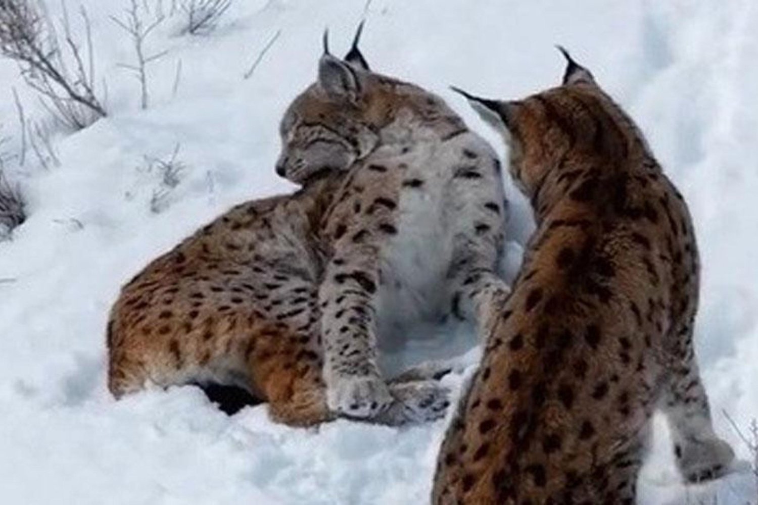 Ender Görüntü: Tükenme Tehlikesindeki Vaşaklar Doğal Yaşam Alanında Kar Temizliği