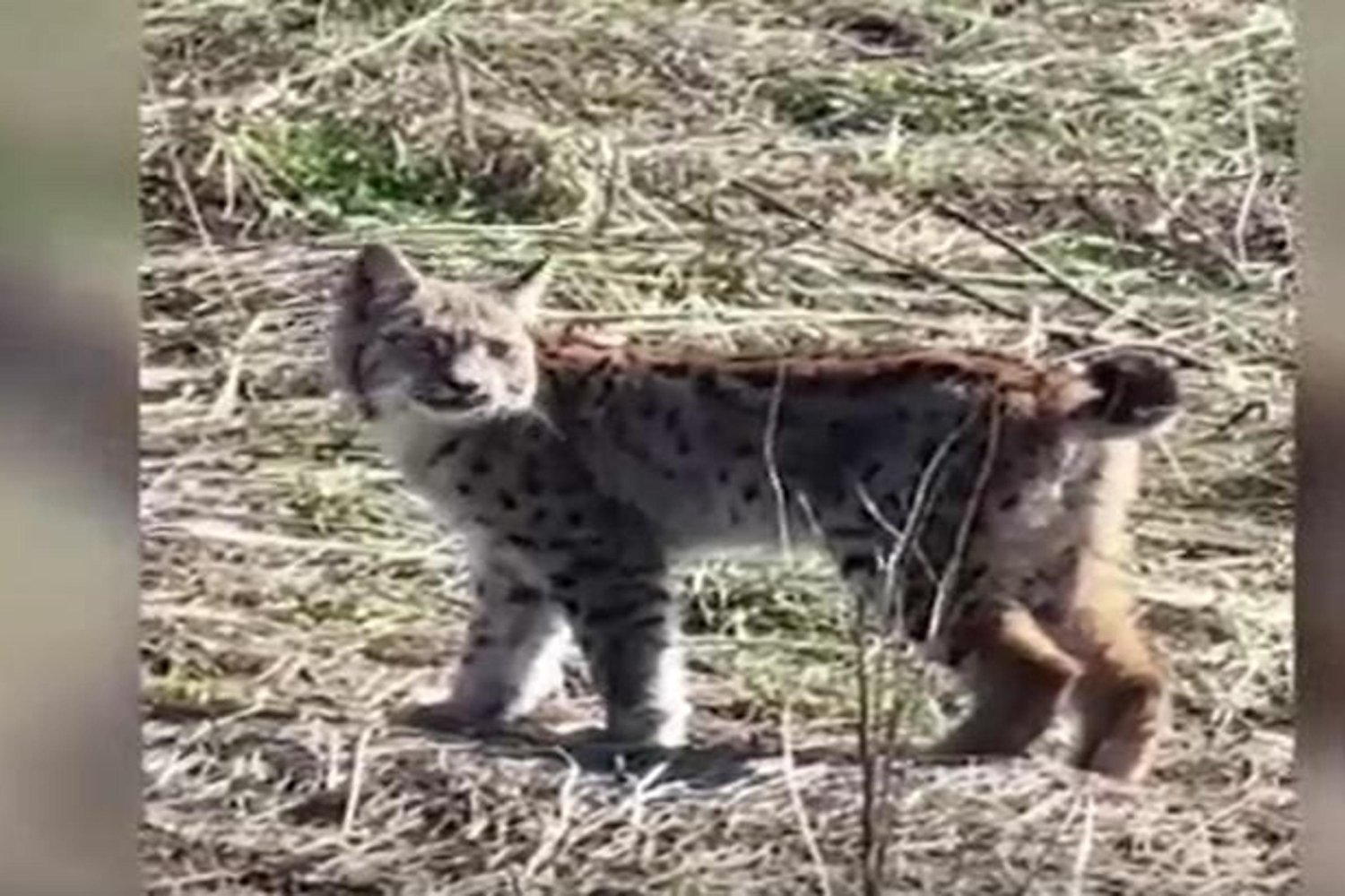 Vaşak Sivas'ta Görüntüleildi: Doğada Nadir Anlar Kaydedildi