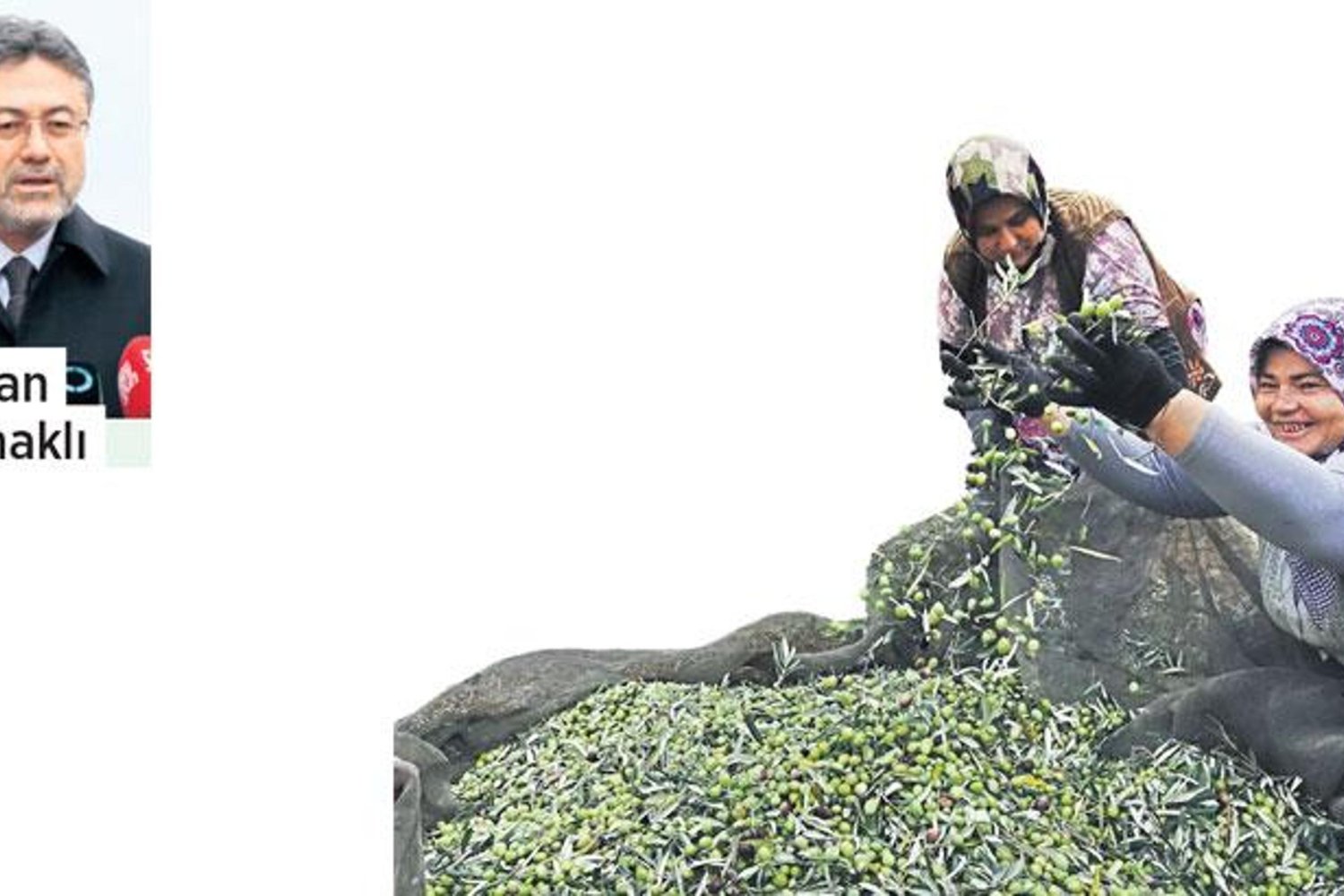 Kuraklığa Dayanıklı Zeytin Çeşitleriyle Tarımda Yeni Çözüm Serüveni