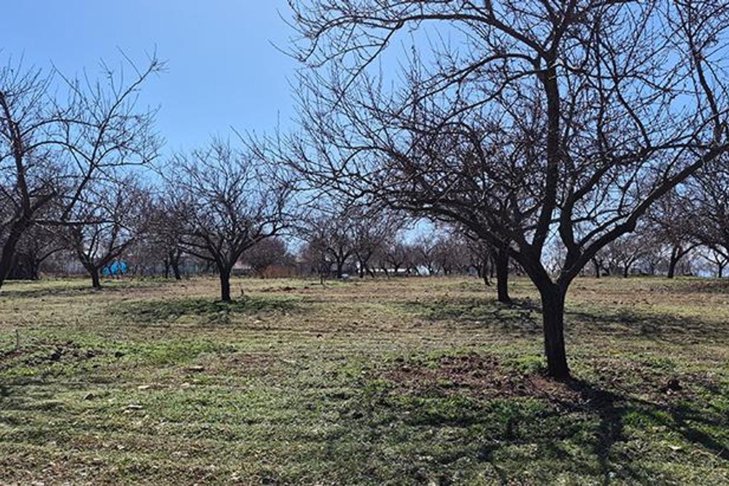 Malatya'da Zirai Don ve Destekler: Kayısı ve Tarımsal Ürünler Geliyor