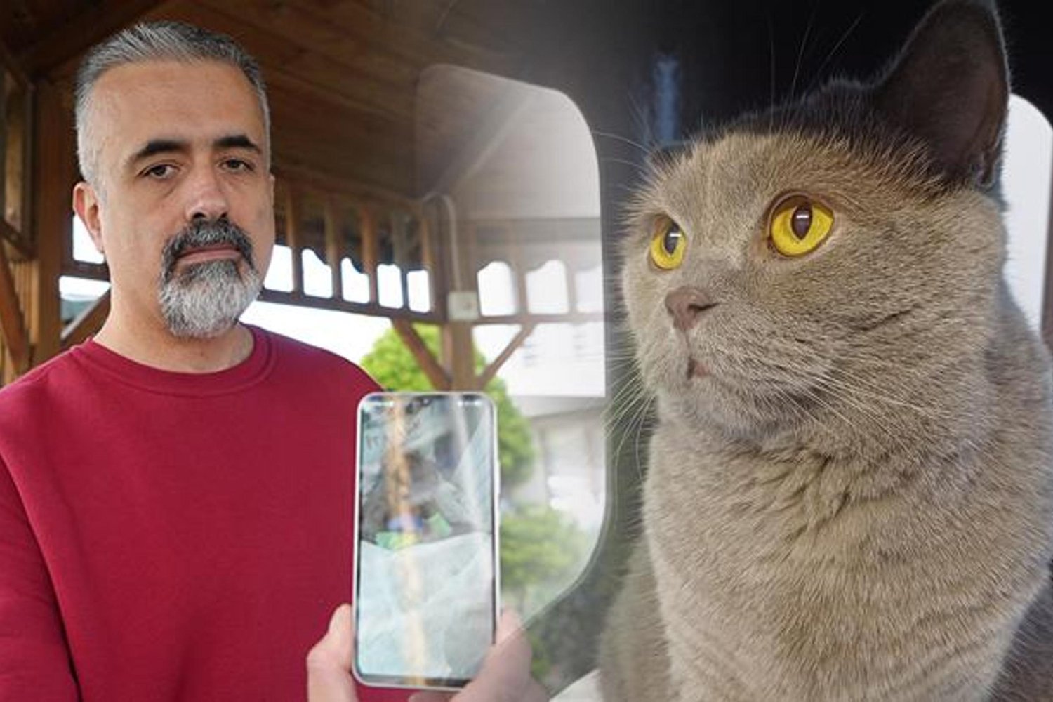 Kuduz Aşısı Sonrası Kedisi Telef Oldu! Samsun'da Veterinary İddialar Şok Edici