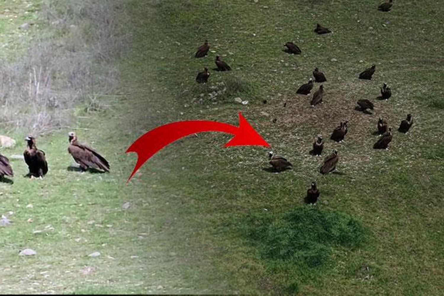 Kızılcahamam'da Dev Kara Akbaba Sürüsü: Doğanın Gizli Güzelliği