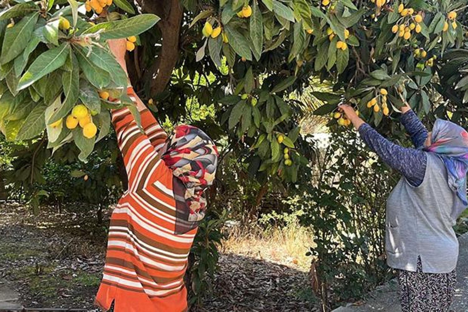Alanya'da Talep Azalınca Ücretsiz Yeni Dünya Meyvesi Dağıtımı