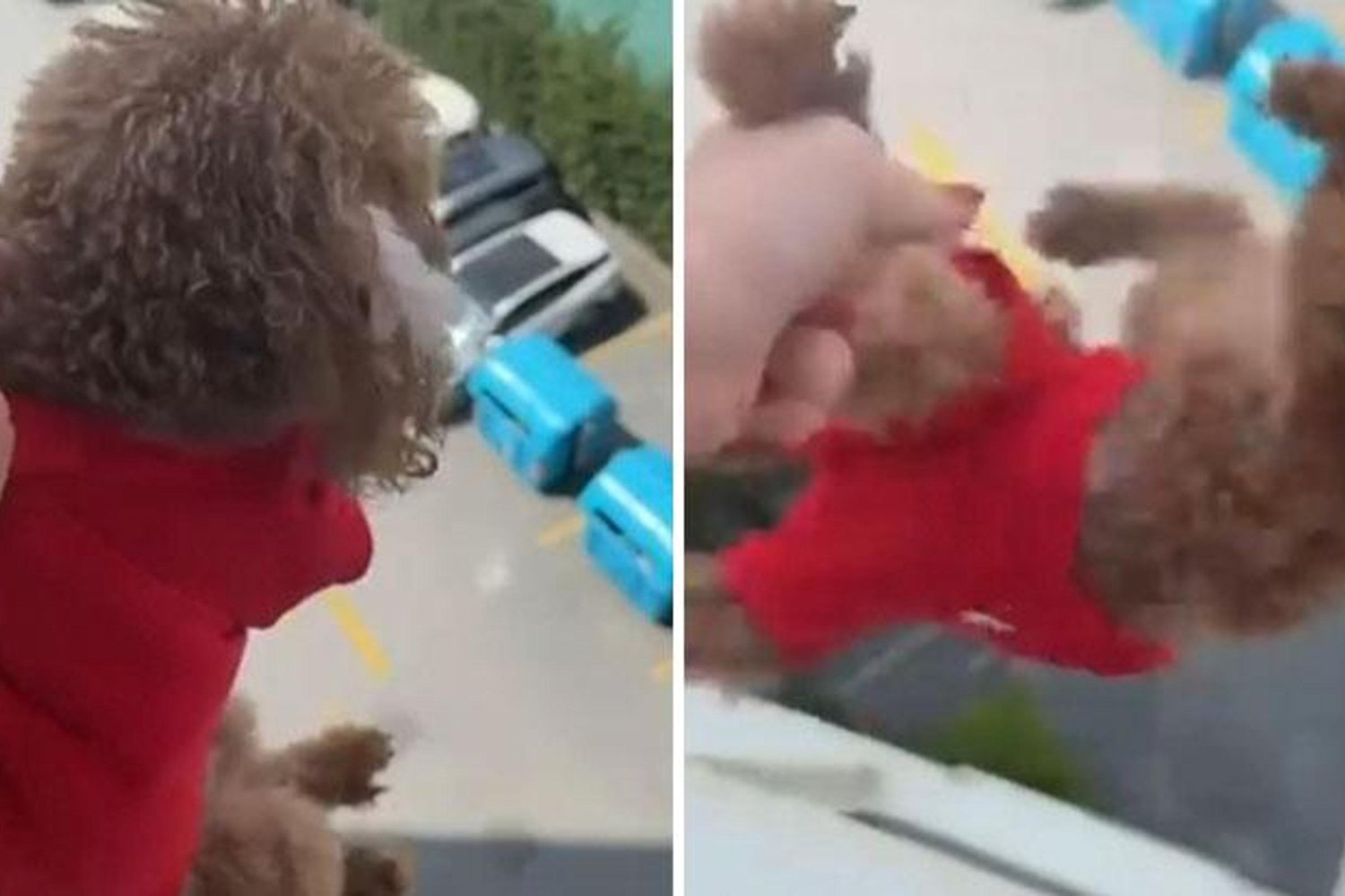 Şok Olay! Kadın Köpeğini Pencereden Aşağıladı, Sosyal Medyada Gözyaşlarıyla Tepki Yağdı