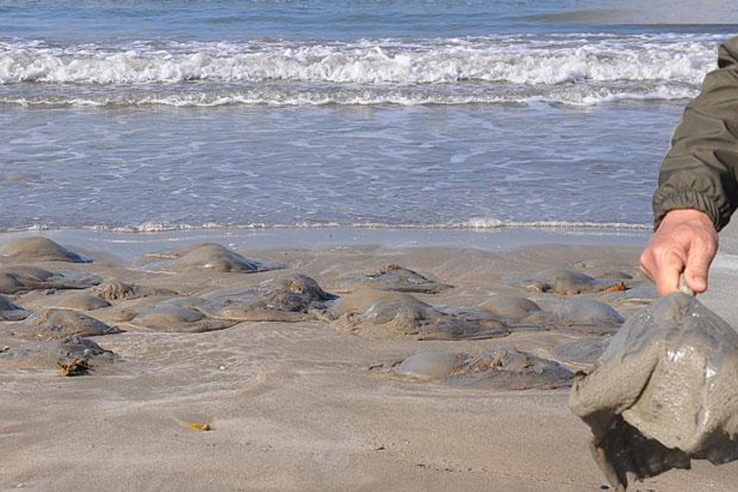 Mersin Kum Mahallesi'nde Kızıldeniz Göçmen Denizanaları Yoğunluğu Uyarısı