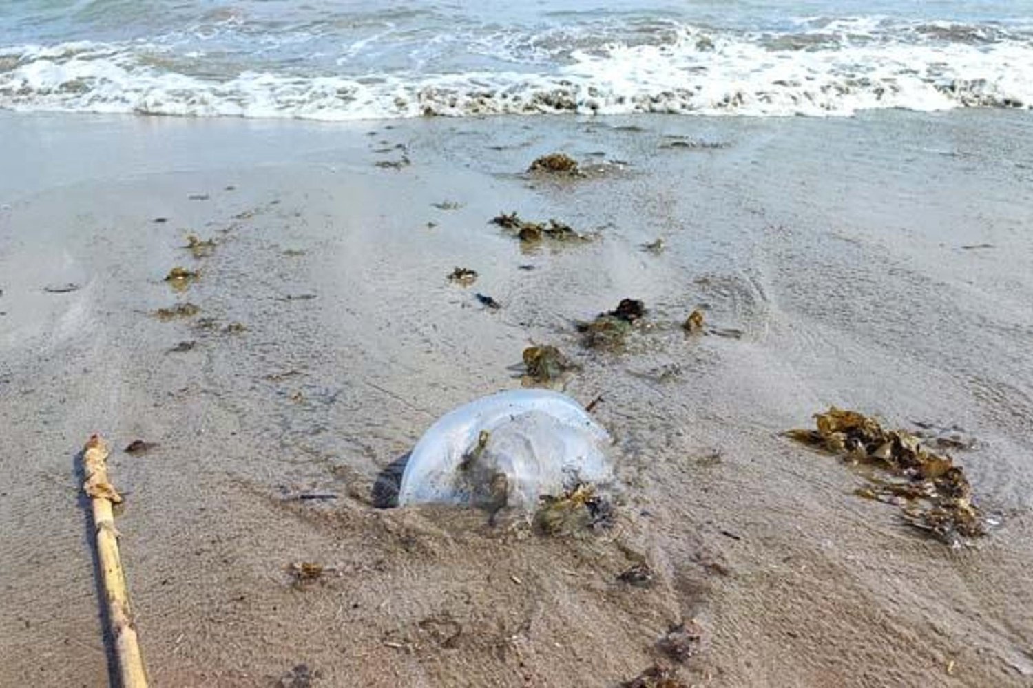 Denizanaları Sahile Taşındı! Uzmanlar Uyardı, Sağlık Riskine Dikkat