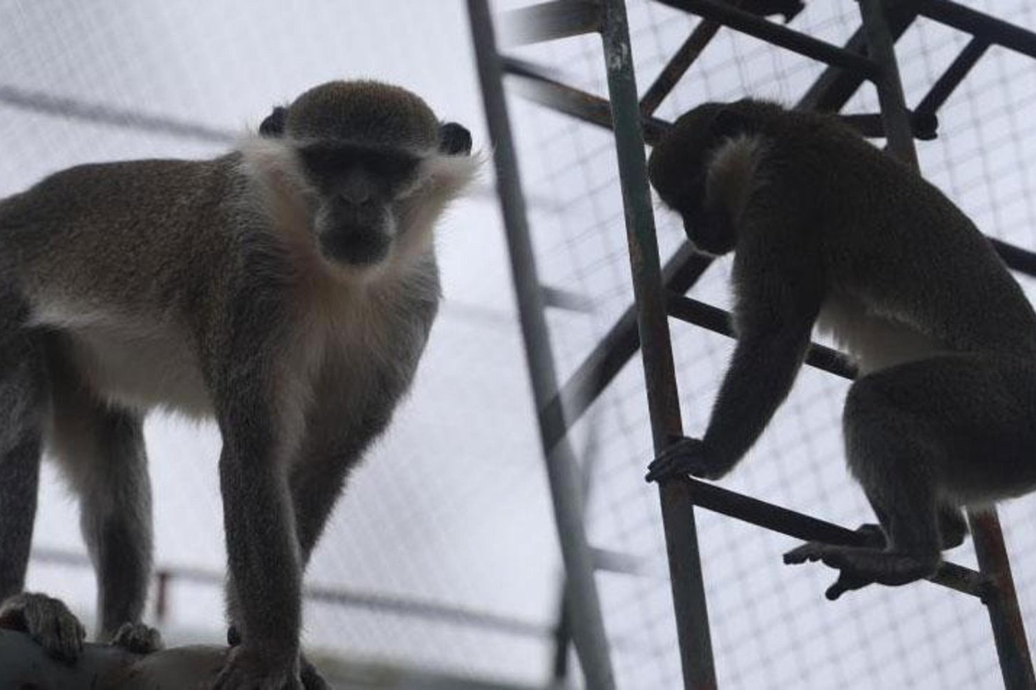 Denizli'de Bulunan Maymun Yakalandı! Sağlık ve Refah İçin Adımlar Atılıyor