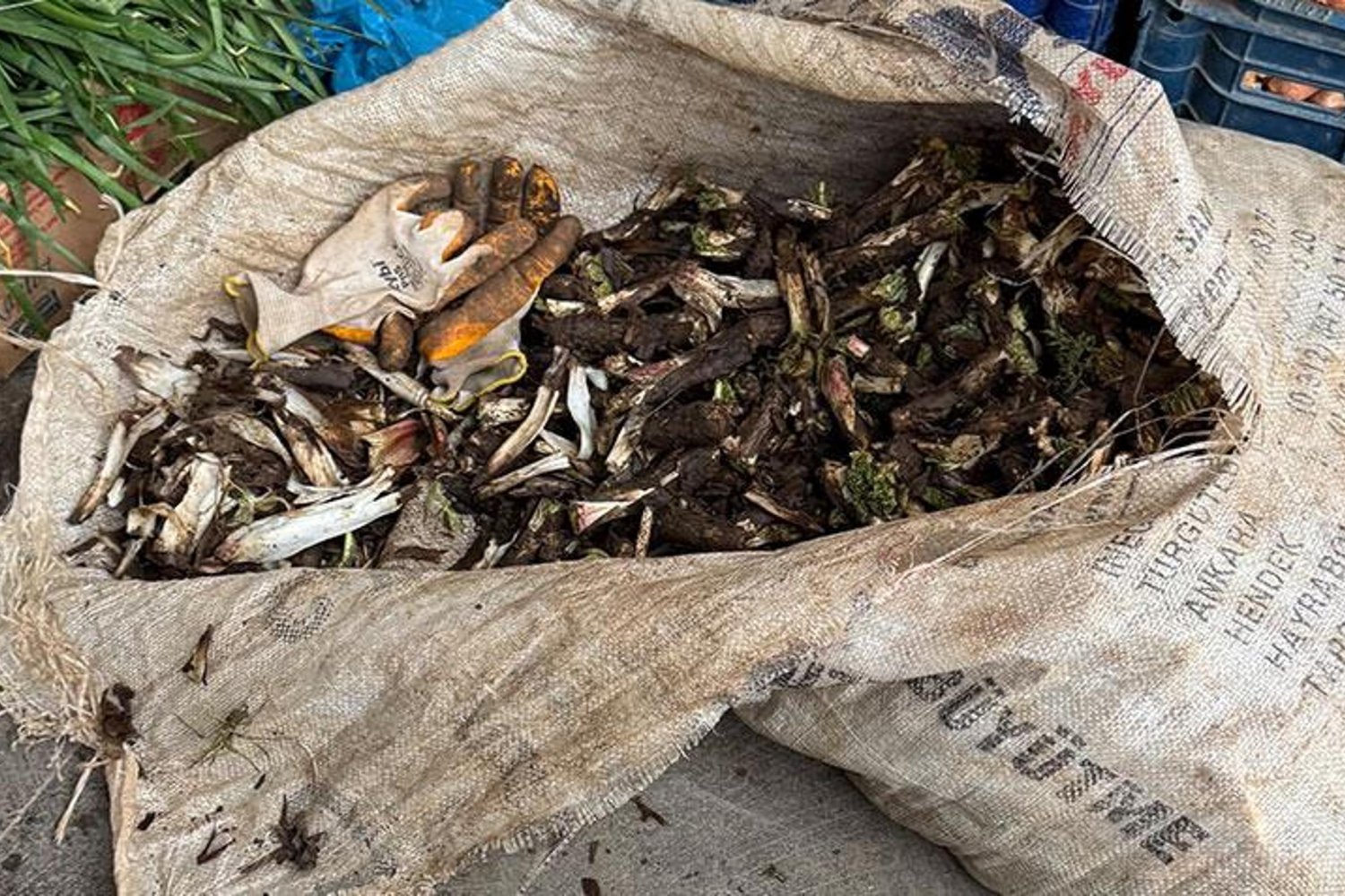 Kengerin Fiyatı 250 TL! Zorluklarla Toplanan Doğal Lezzetler