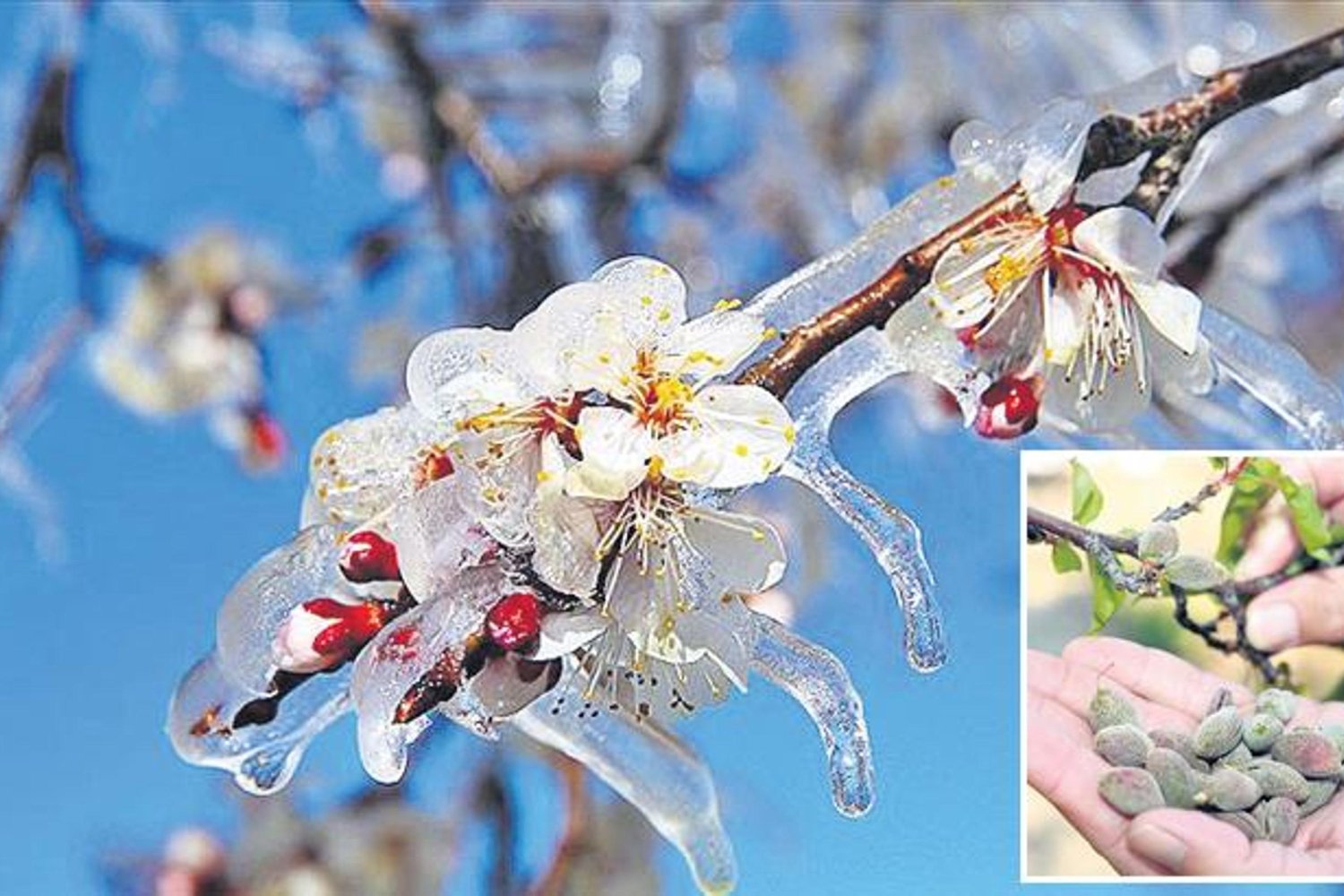 Zirai Don Riski Artarken Çiftçilere İşte Korunma Yöntemleri