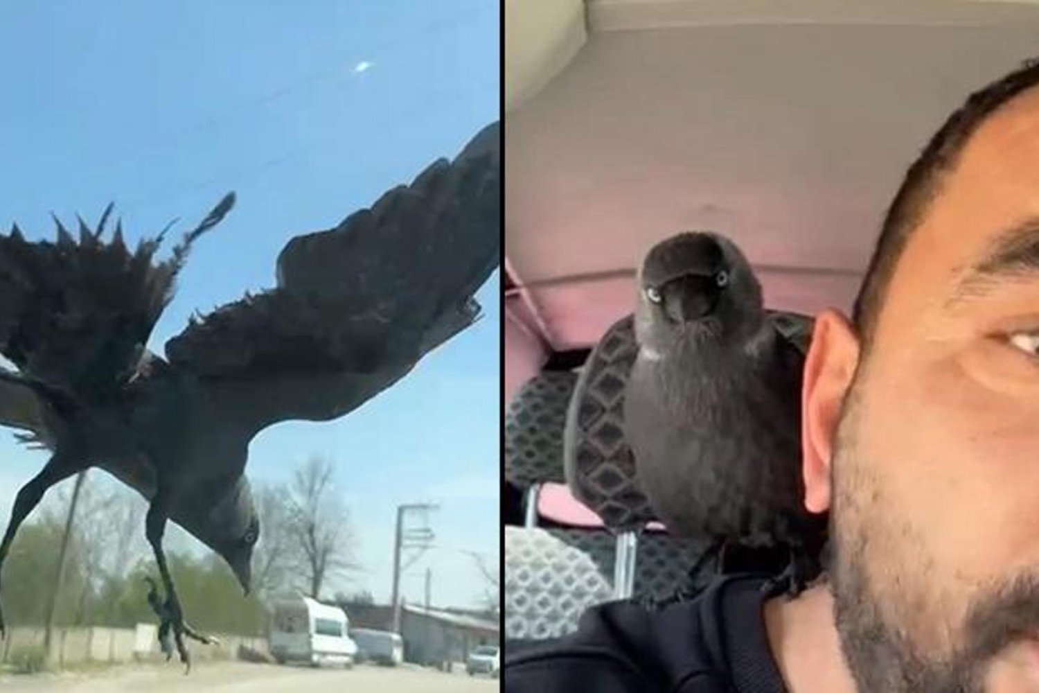 Düzce'de Otomobilde Karga Sürprizi Şaşırttı