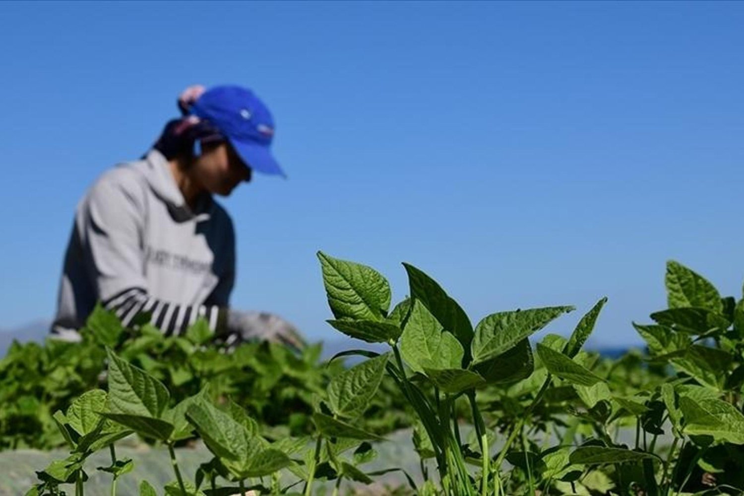 Akdeniz İçin Yeni Su ve Tarım Projeleri Desteği Başladı