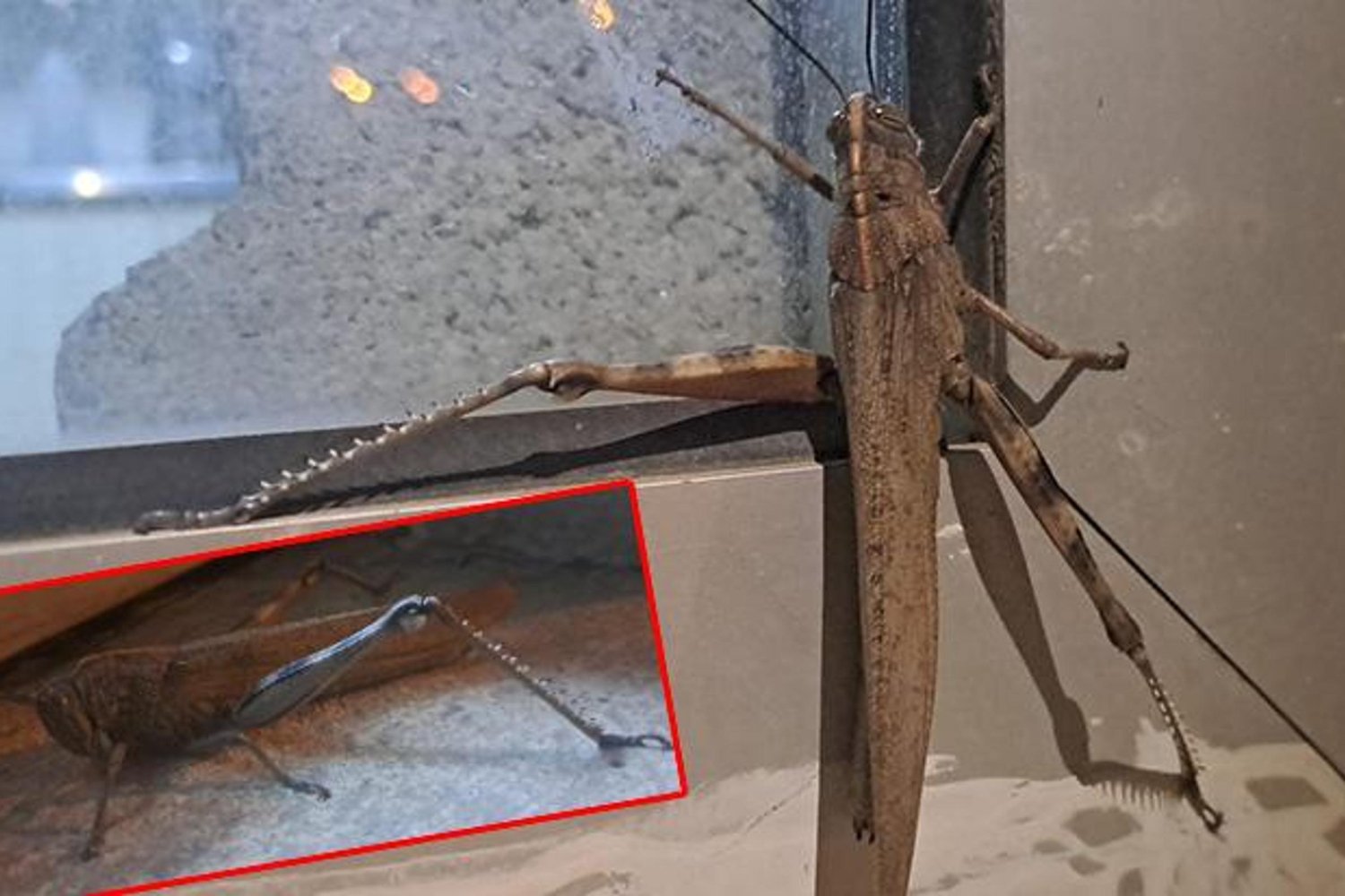 Diyarbakır'da Gizemli Dev Etçil Çekirge: Boyu 25 cm, Zararsız ve Yararlı!
