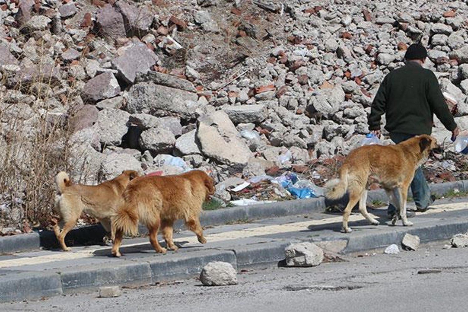 İstanbul'da Sahipsiz Köpeklerin Toplatılması Çalışmaları Hızlandırılıyor