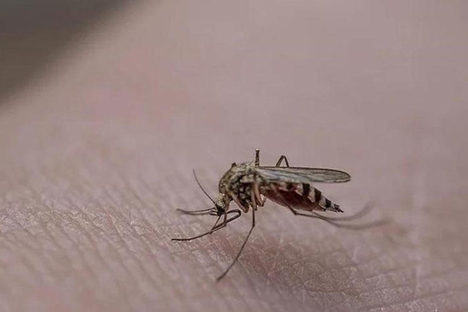 İstanbul'da Vektör Mücadelesi: Kamu Kurumlarına Yönelik Koruma Talimatı