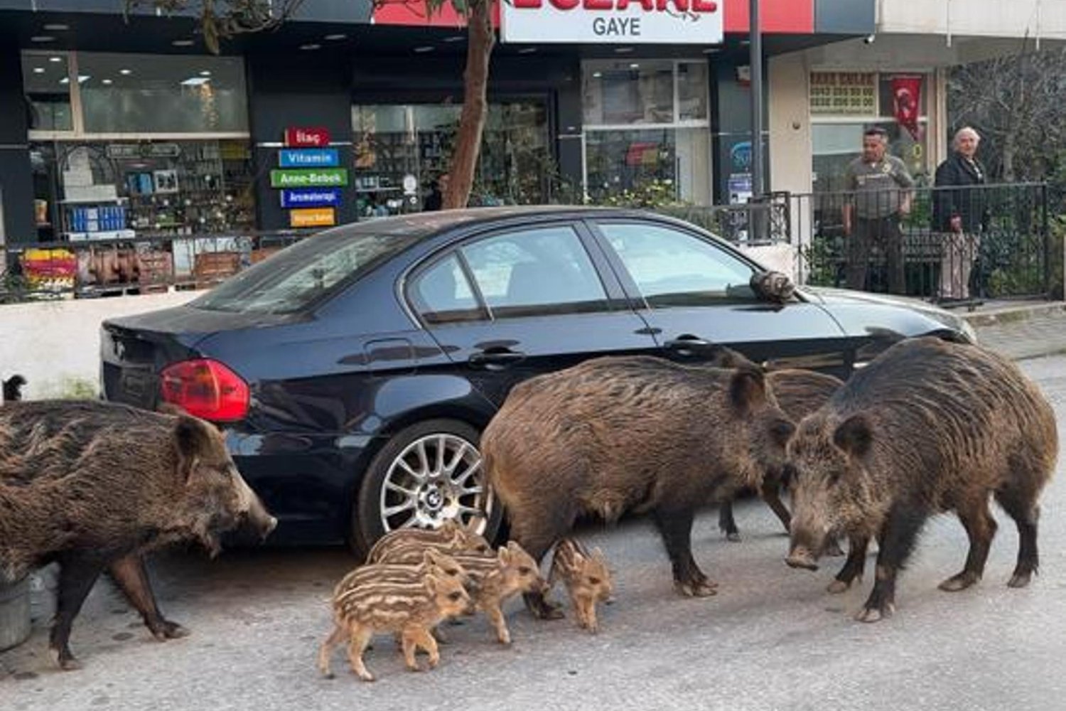 İzmir'de Şaşırtan Manzara: Domuzlar Kedilerle Besleniyor, Ekolojik Dengeyi Sorgulatıyor