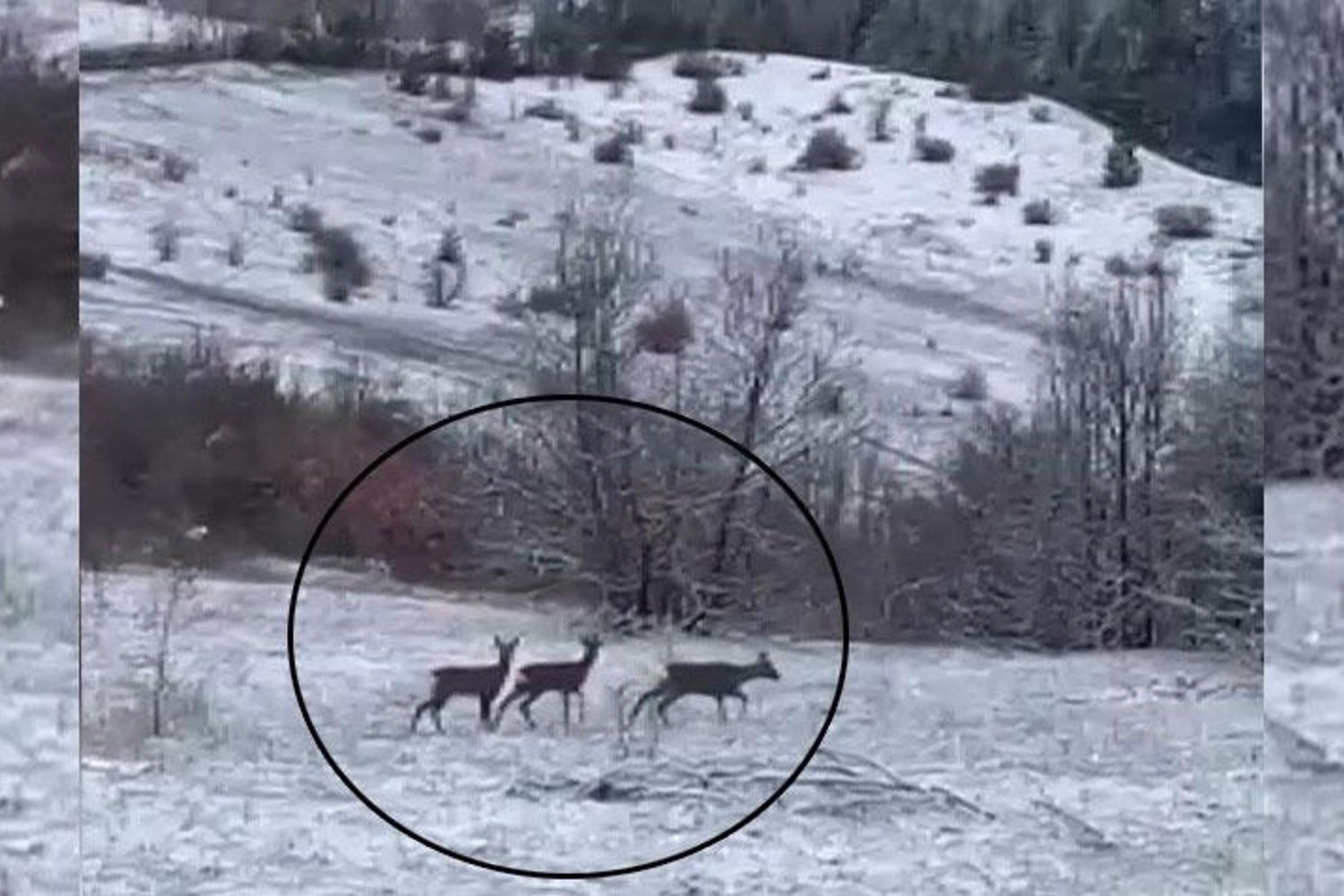 Refahiye’de Yaban Hayatı Zenginliği Gözler Önüne Serildi