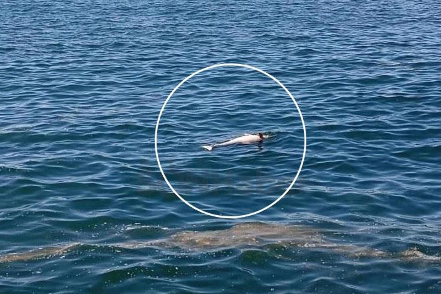 Denizde Hareket Edmeyen Yunus Şüpheleri Artırdı: Ölüm Nedenleri Araştırılıyor