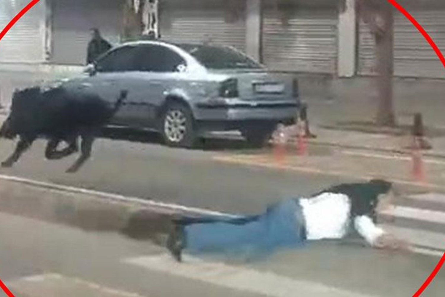 Batman'da Yaban Domuzu Kent Merkezi Alarmı: Yaralanan 3 Kişi Hastanede