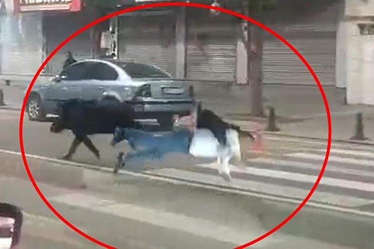 Yaban Domuzu Şehir Merkezinde Dehşet Saçtı: 3 Kişi Yaralandı
