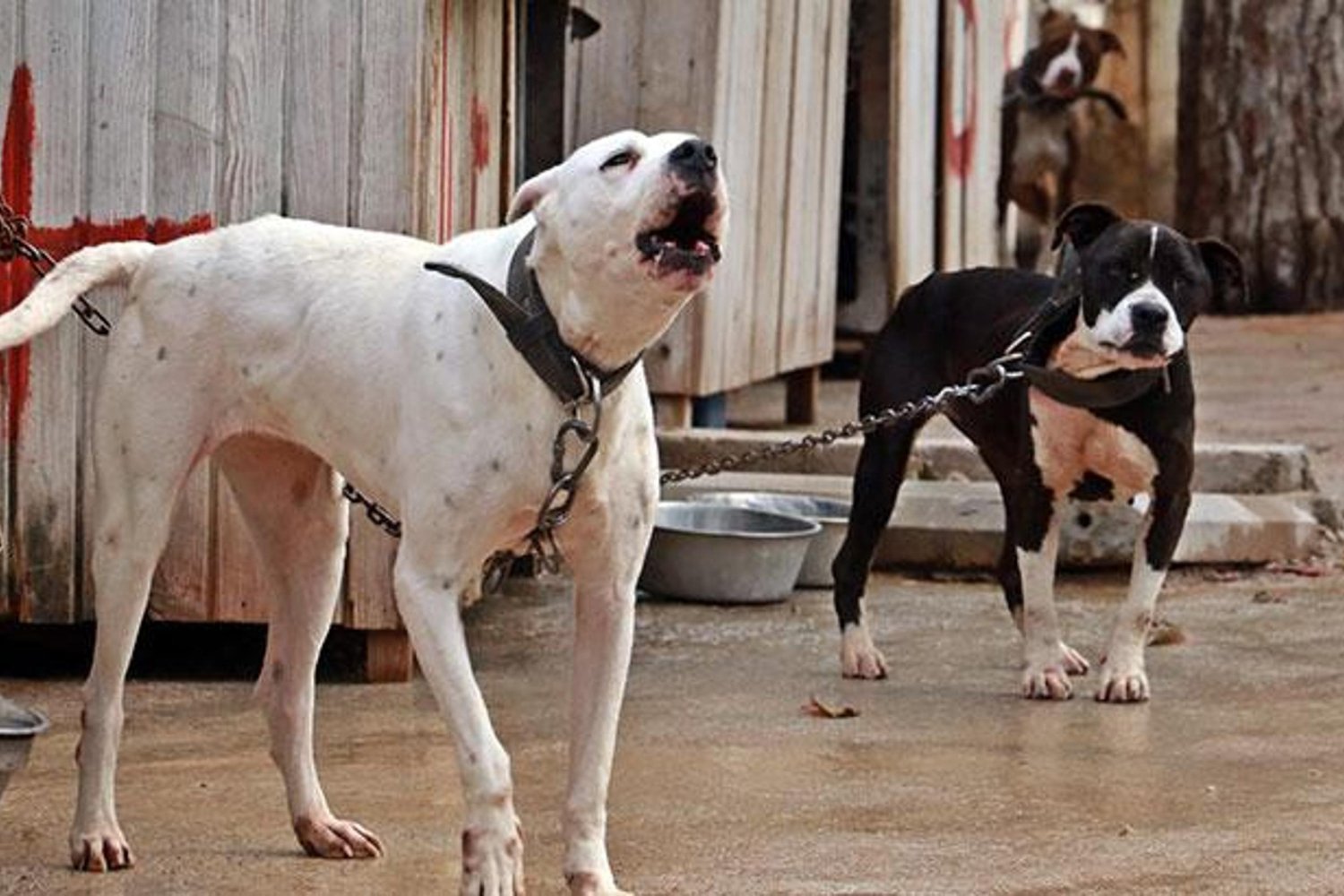 Köpeğin Saldırısı: Kayseri'de Mahkemeden 2 milyon TL Tazminat Kararı