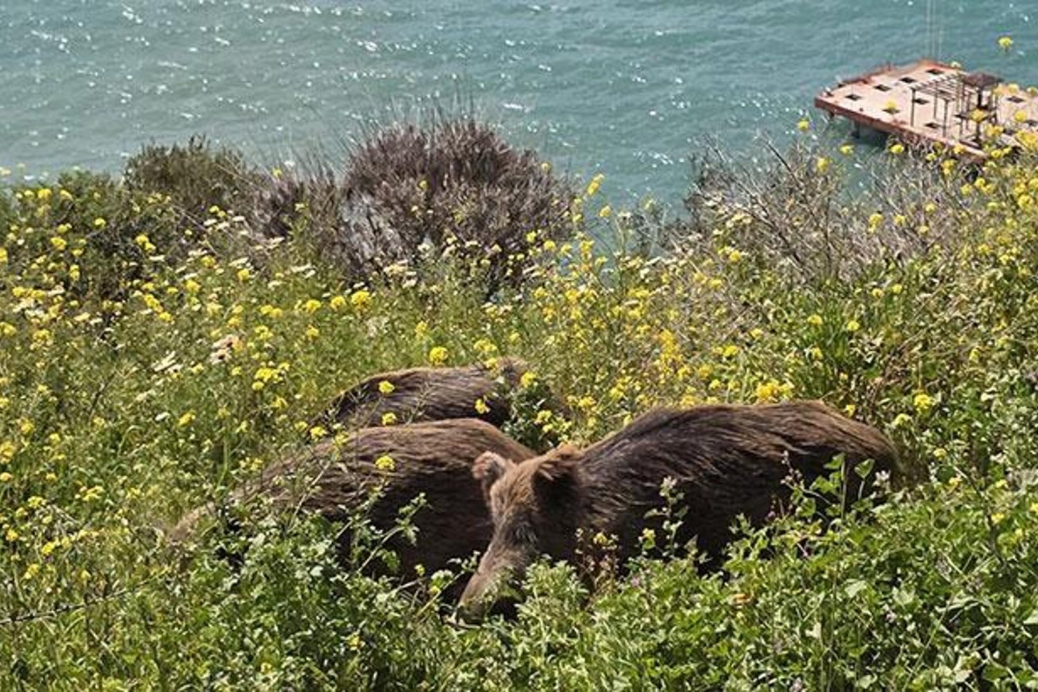 Şehir Merkezi Yaban Domuzları Şaşırttı: Yiyecek Ararken Görüntülendi!
