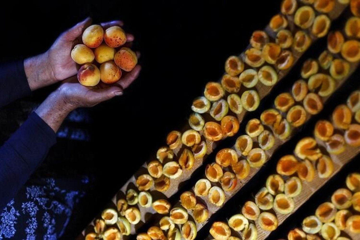 Malatya'da Zirai Don Sonrası Kuru Kayısı İhracatı Hakkında Bilmeniz Gerekenler