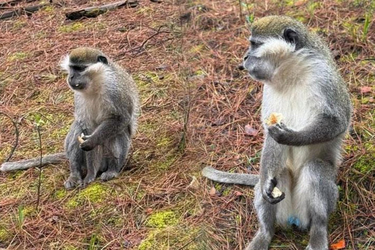 Denizli'de Maymunlar Şoku: Yasa dışı Doğa Kaçakçılığı ve Kurtarma Hikayesi