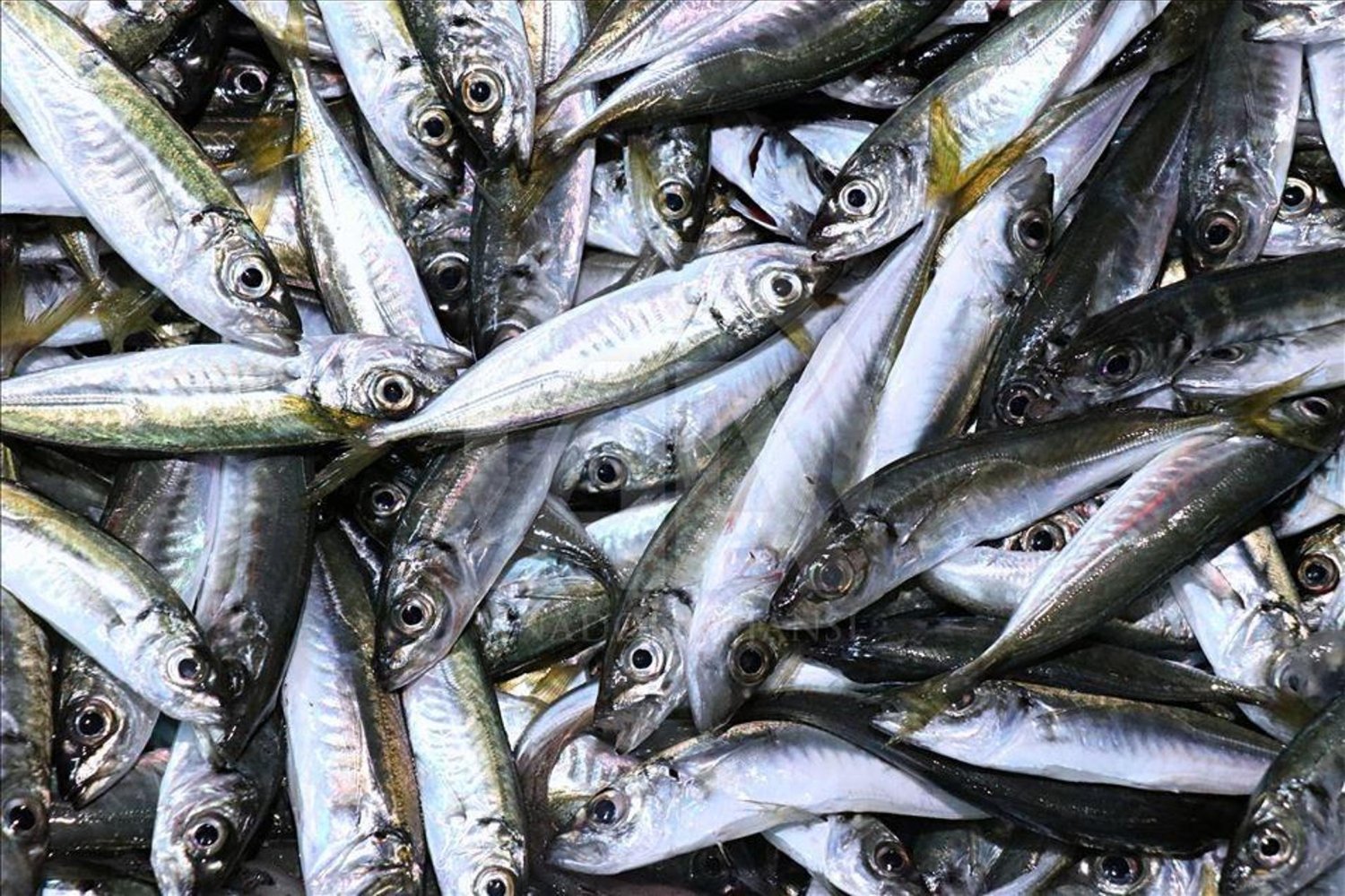 Balık Bolluğu Devam Ediyor! Uzmanlar Uyarıyor: Hamsi Dönemi Sonu Yaklaşıyor