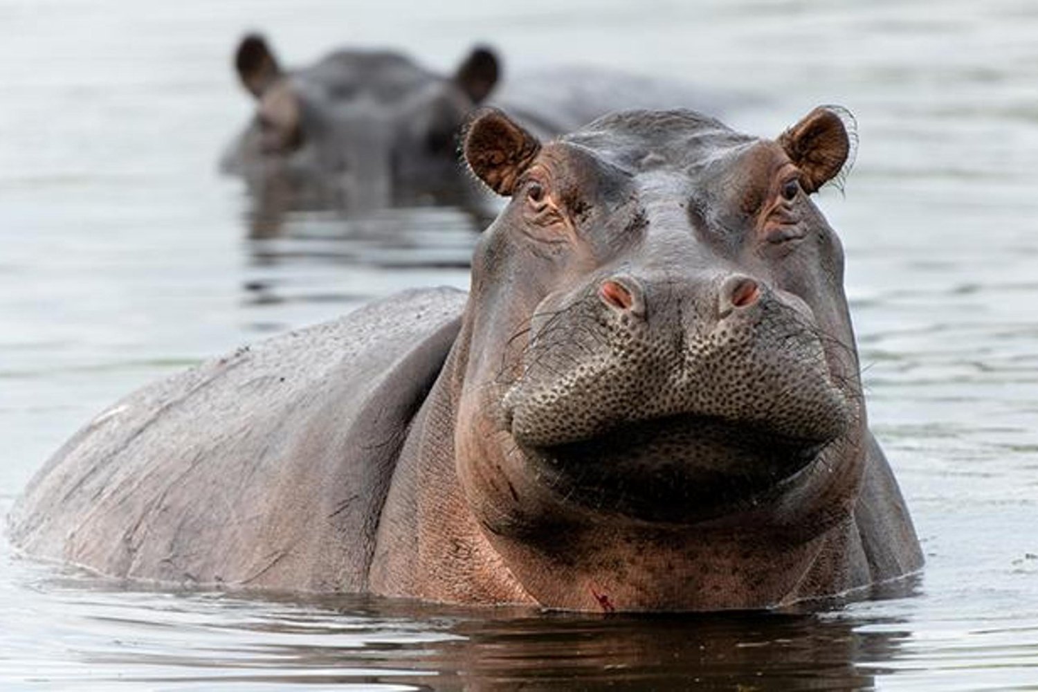Kolombiya'da Tartışmalı Su Aygırı Katliamına İzin Çıktı: 80 Aygır Ölüme Gidiyor