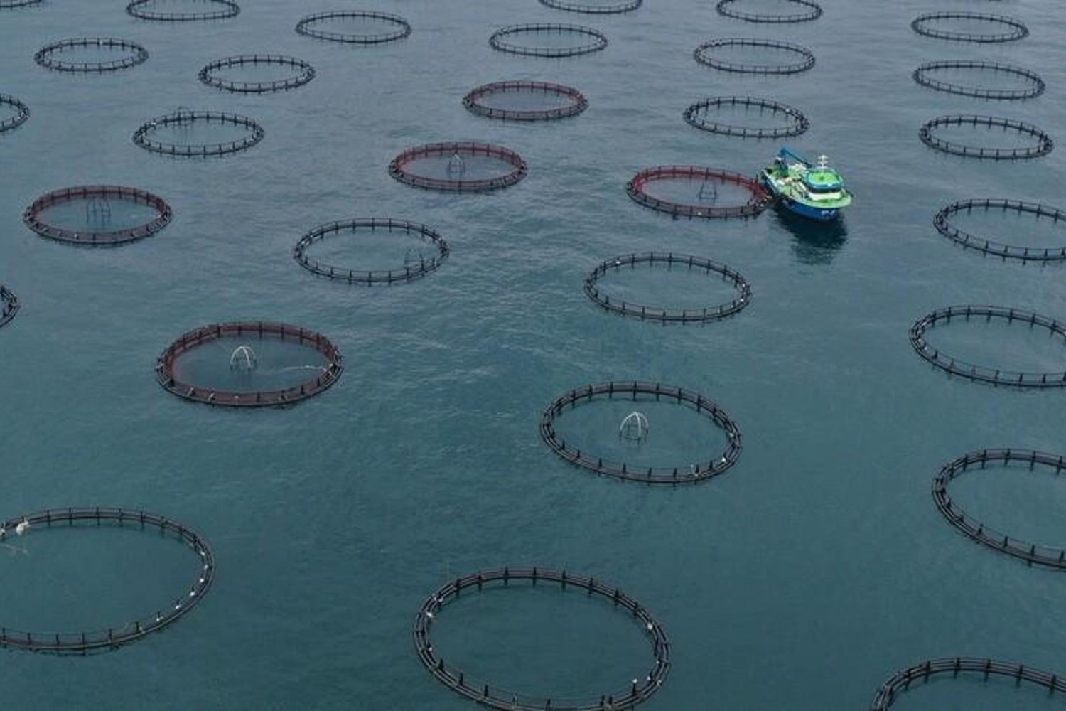 Türk Somonu İhracatında Başarılı Yılın İlk Çeyreği