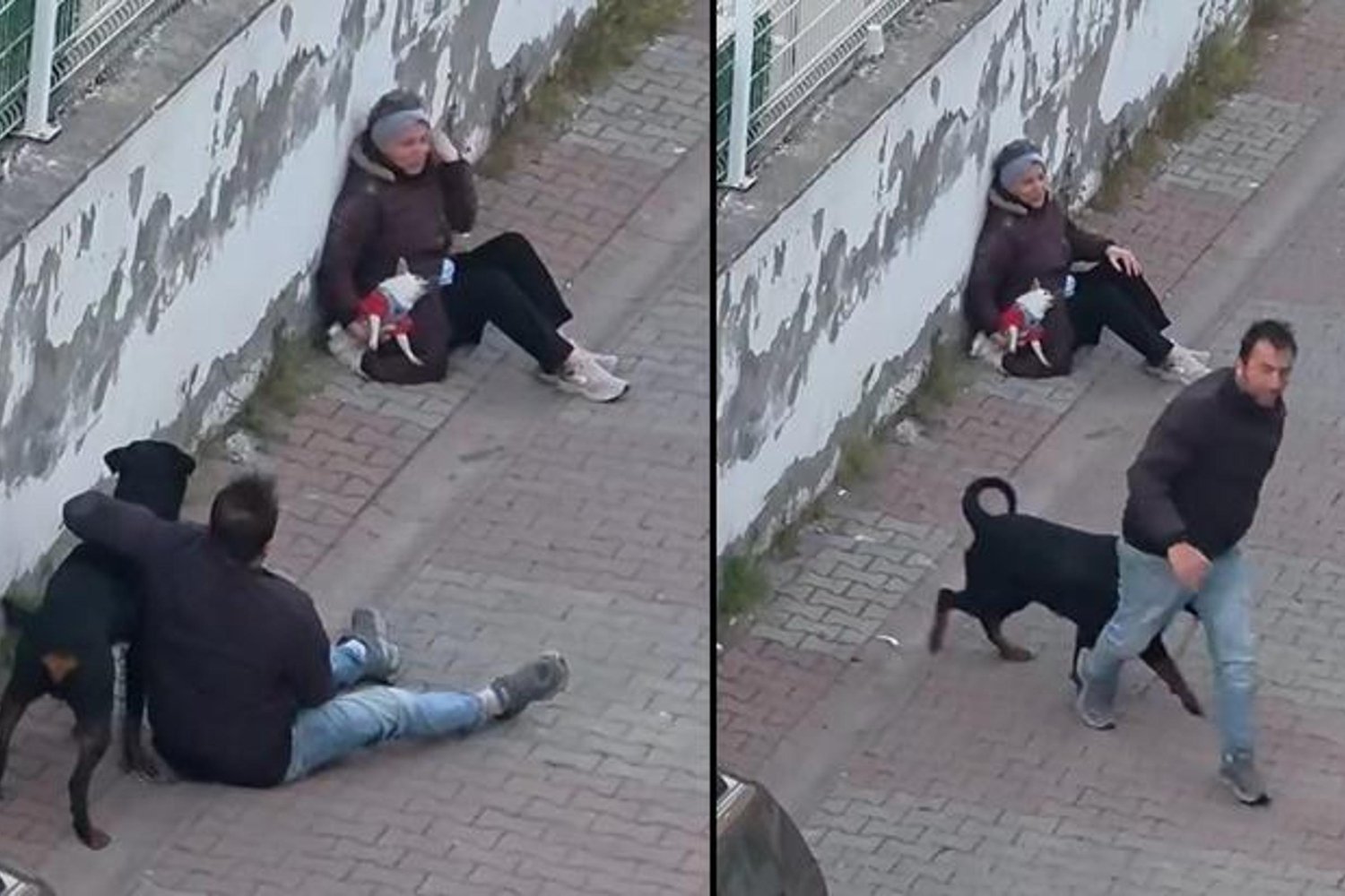 Ümraniye'de Ağızlıksız Rottweiler Saldırısı Vatandaşı Şoke Etti