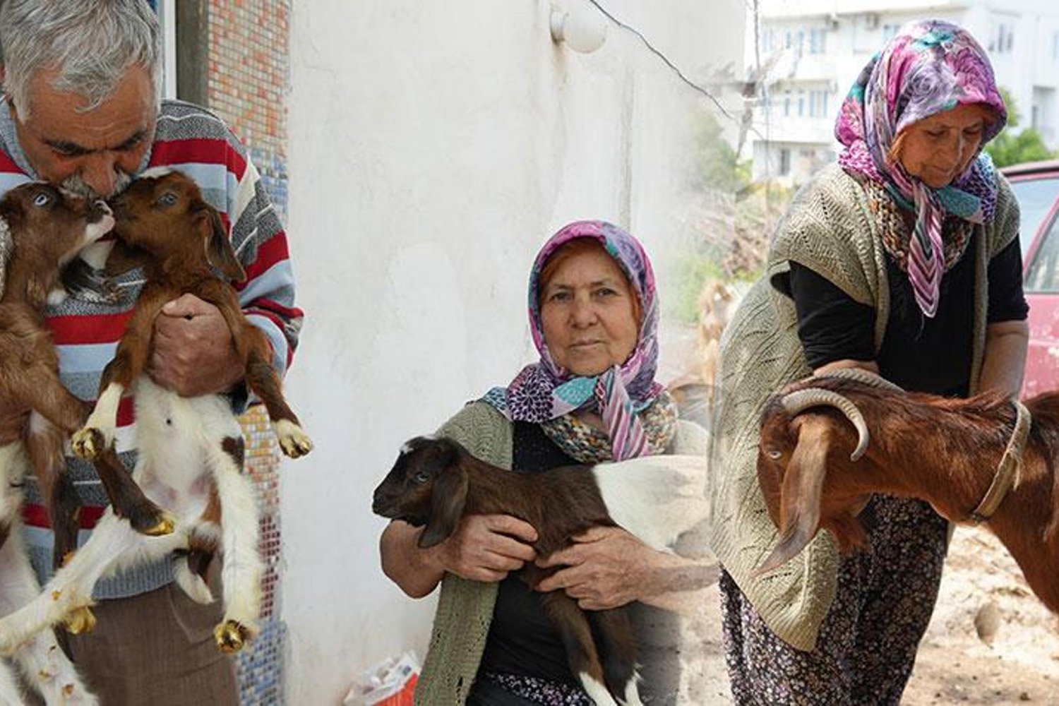 Hayvanlarını Yasaklı Alanda Otlatan Çift Şikayet ve Mağduriyet