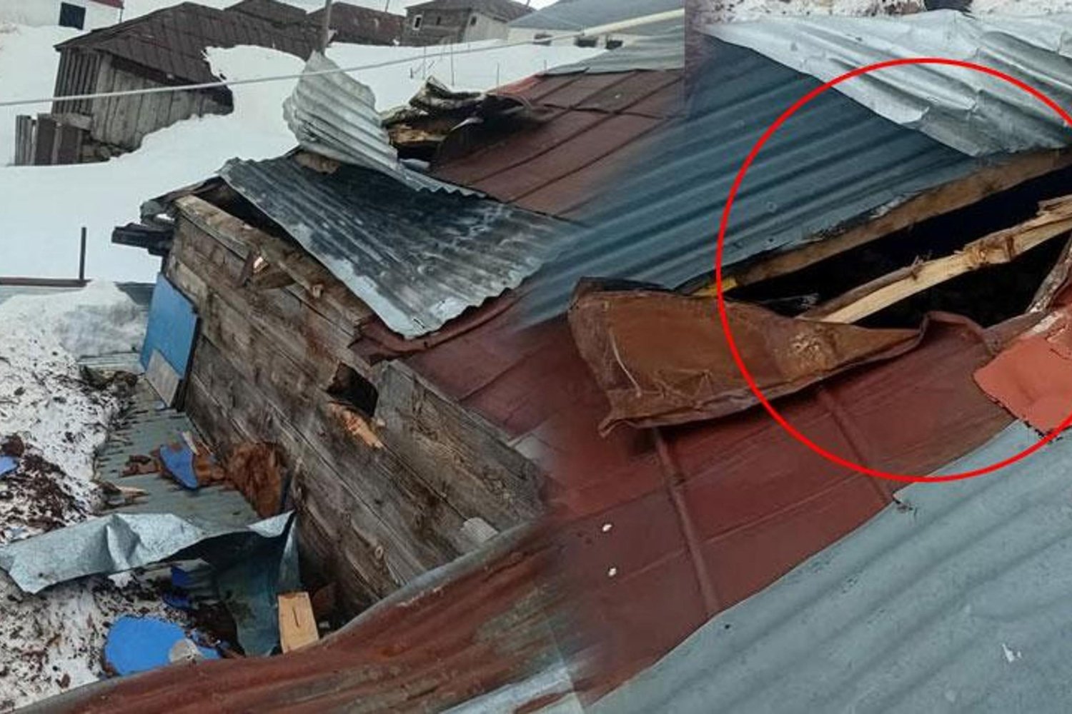 Gümüşhane'de Ayı Saldırısı: Yayla Evini Harabeye Çevirdi