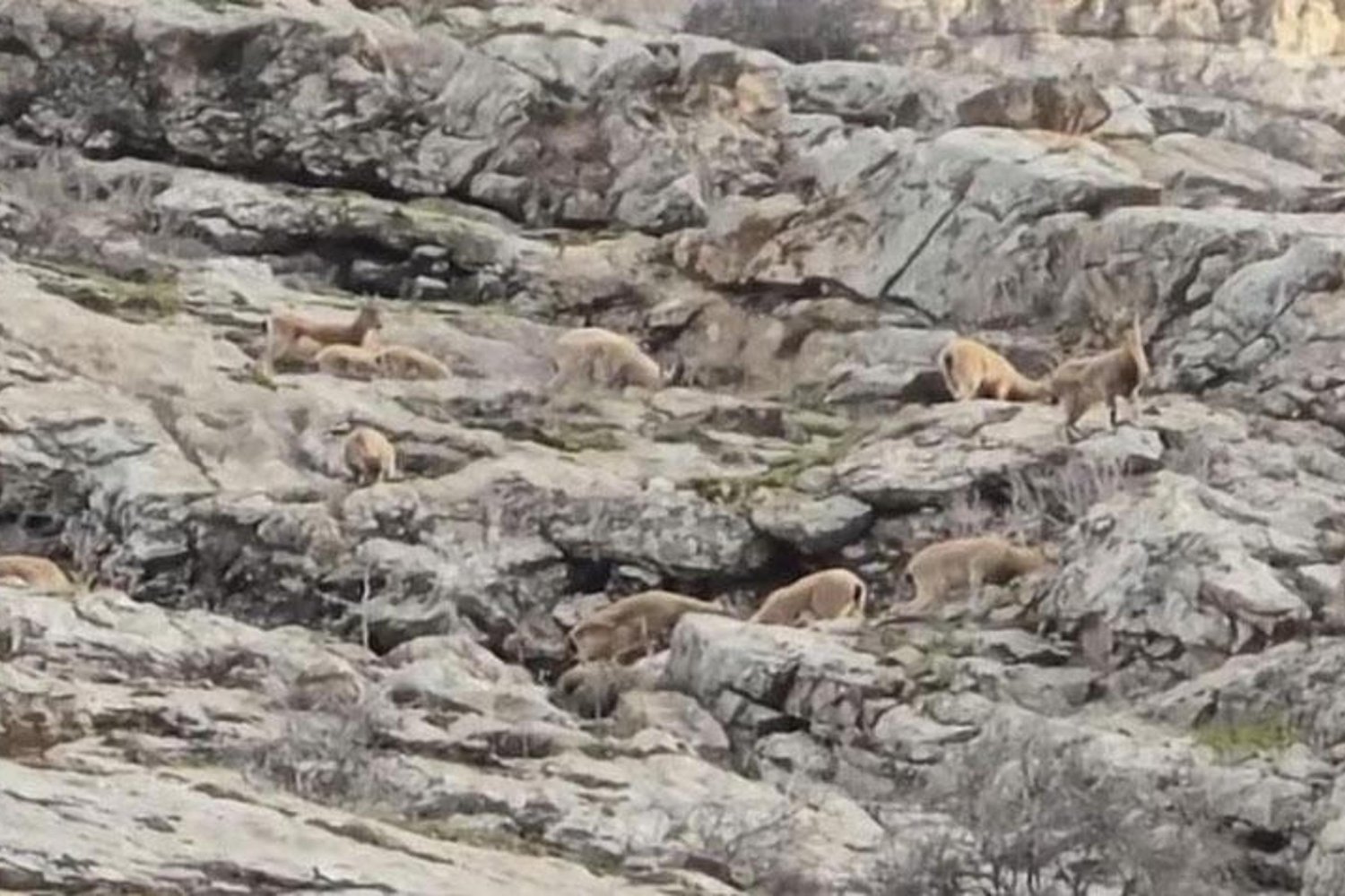 Sümbül Dağı'nda Dağ Keçi Görüntüleri Doğal Güzelliği Gün yüzüne çıkardı