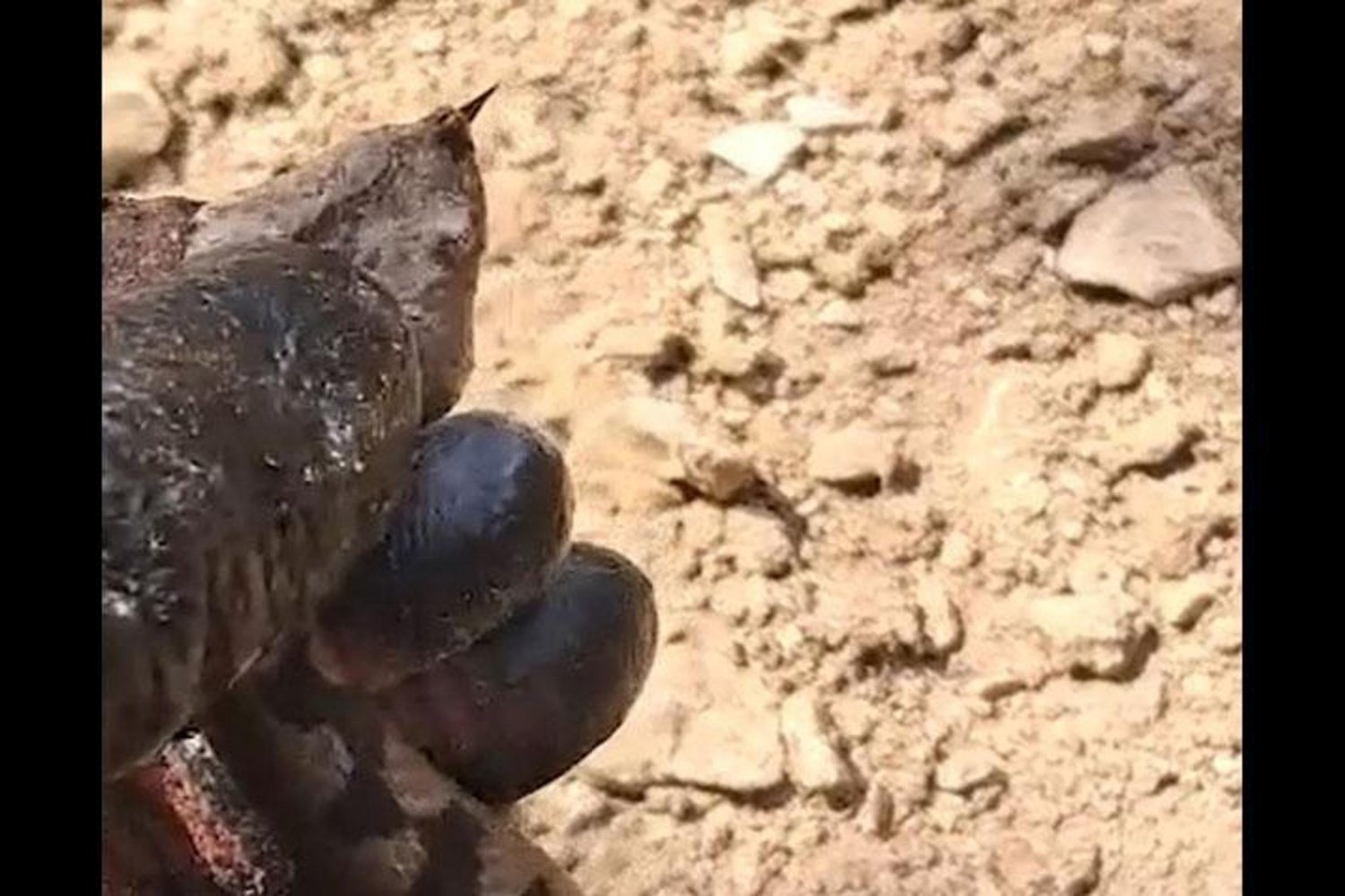 Türkiye'nin En Zehirli Yılanlarından Kafkas Burunlu Engerek Bolu'da Görüldü!