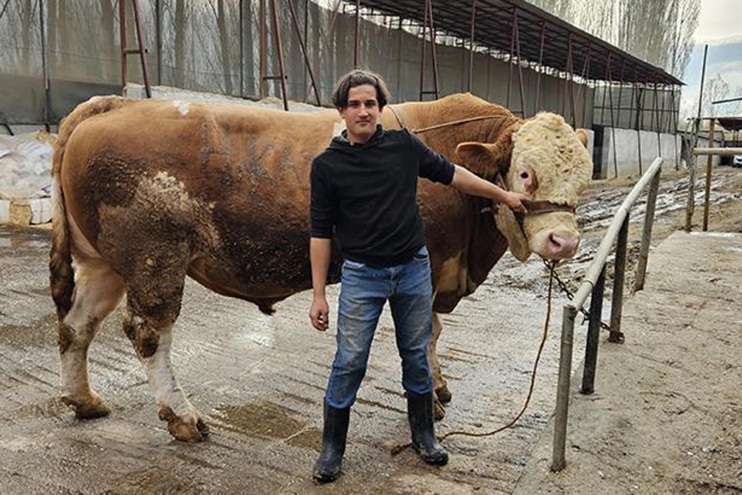 Dev Boğa Satışında Rekor Kırıldı: 1 Ton 190 Kg Simental Kurbanlık 500 Bin Liraya Alıcı Buldu