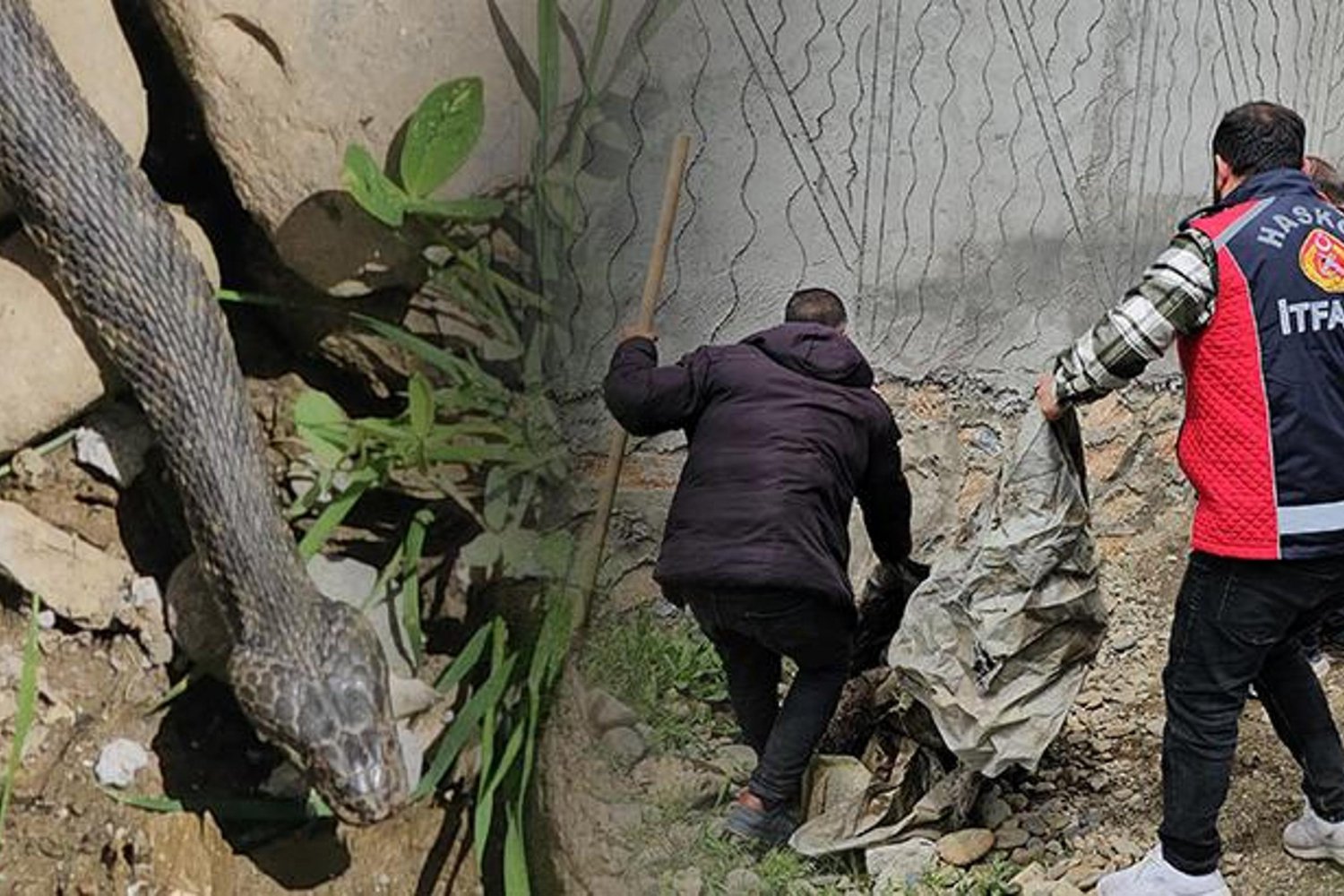 Hasköy'de Yılan Krizi: Evlerin Çevresinde Büyük Tehlike