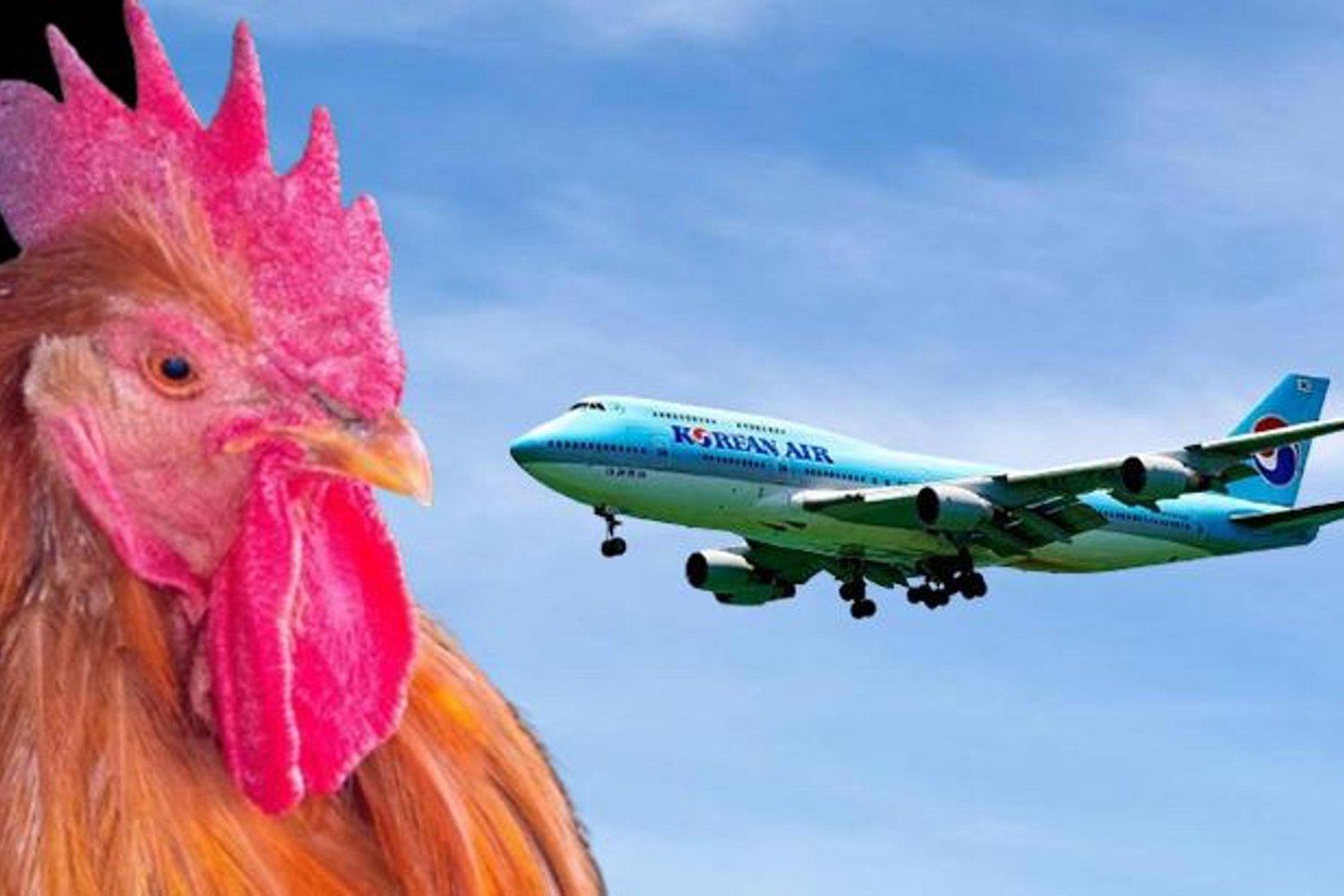 KoreanAir Horoz Taşımacılığını Durdurdu: Filipinler’de Dövüş Horozlarıyla İlgili Skandal